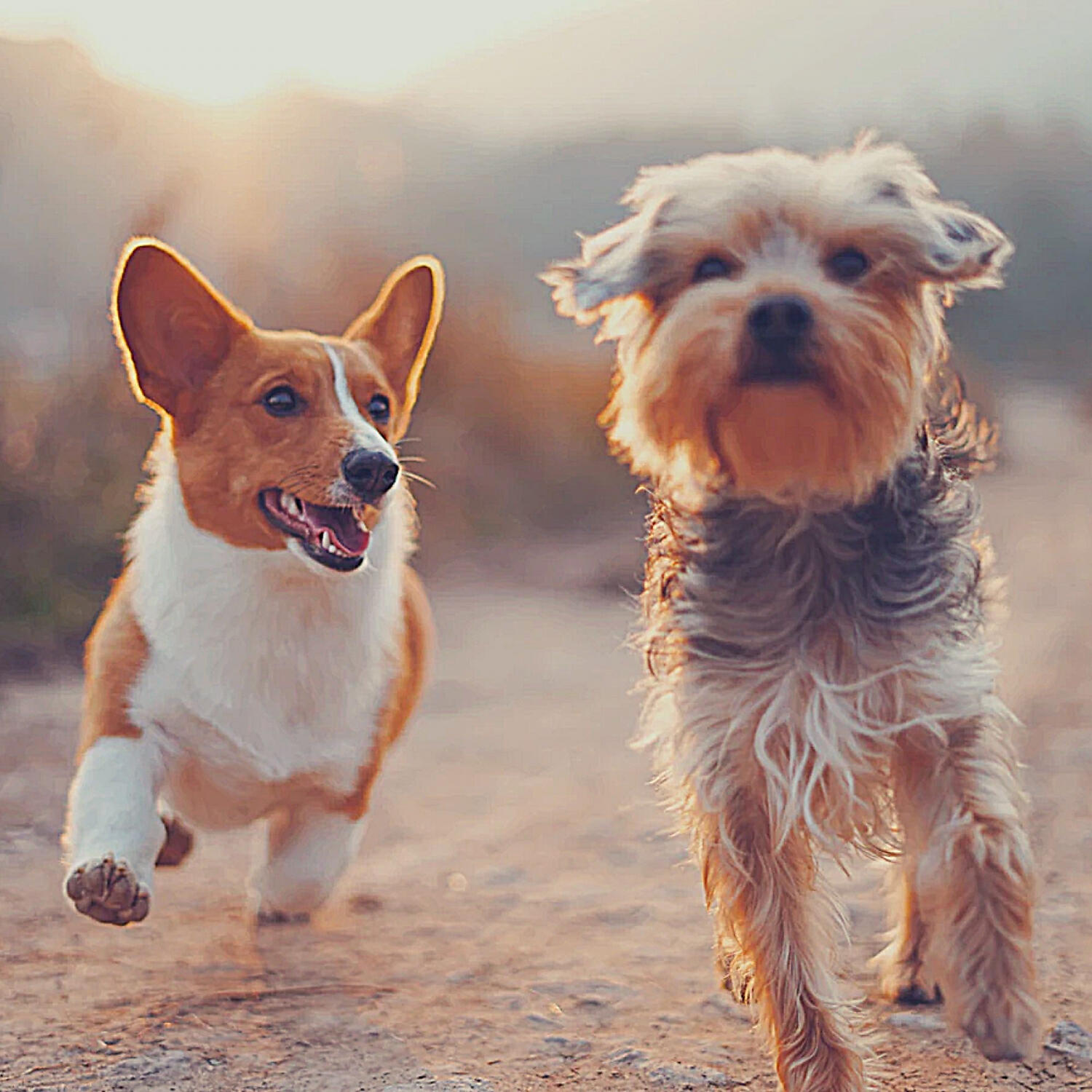 Piano Music for Dogs Beats - Relaxed Solo Piano Jazz - Vibe for Relaxing Pups
