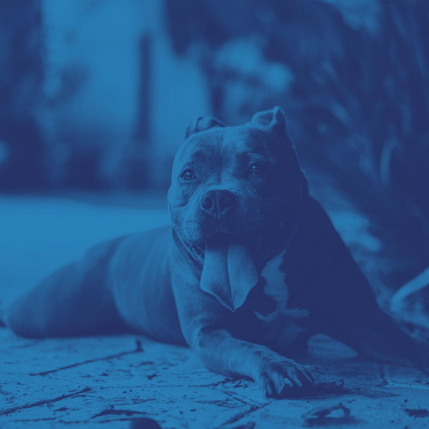 Piano Music for Dogs Luxury - Magical Backdrops for Calming Dogs
