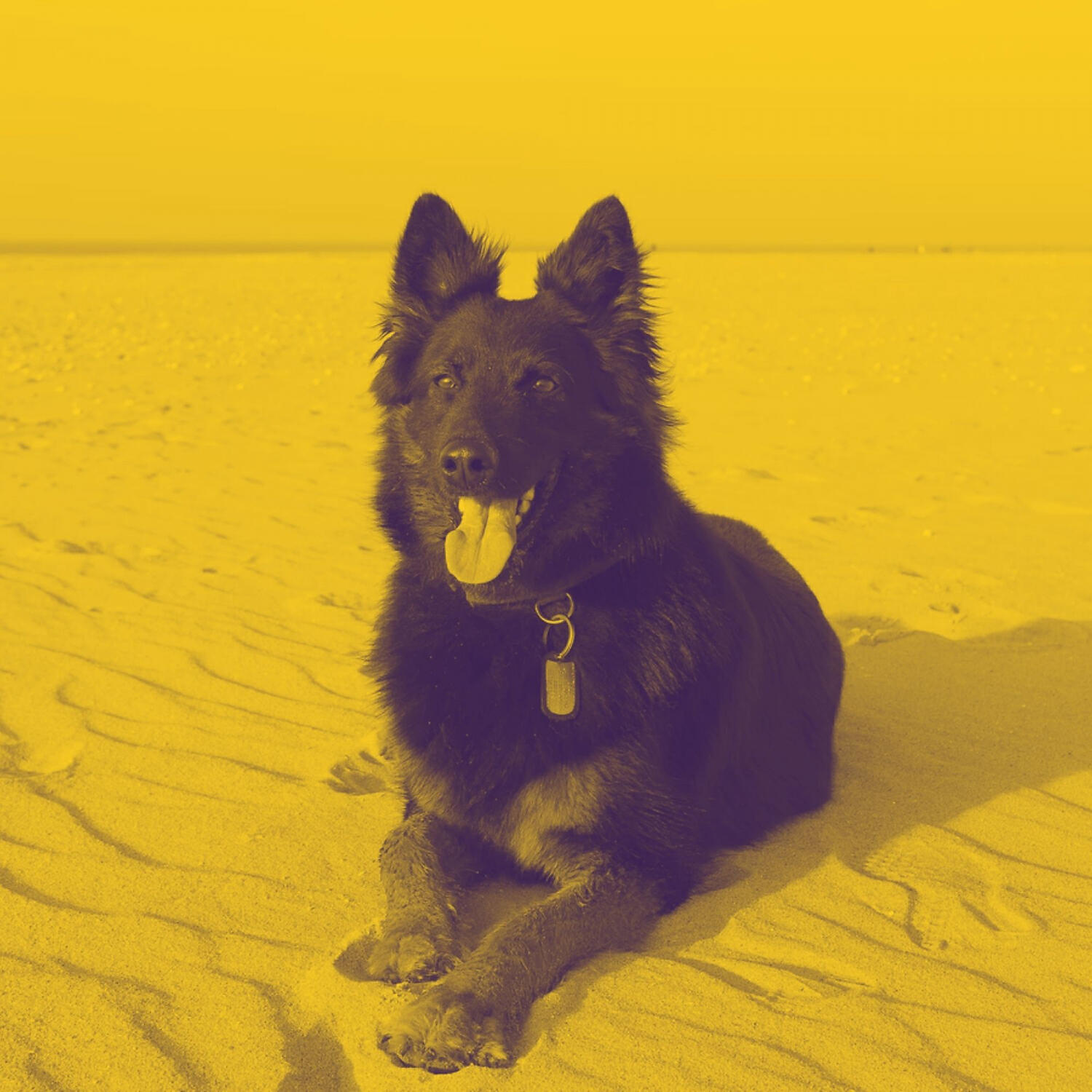 Calm Piano Music for Dogs - Soulful Ambience for Dog Separation Anxiety