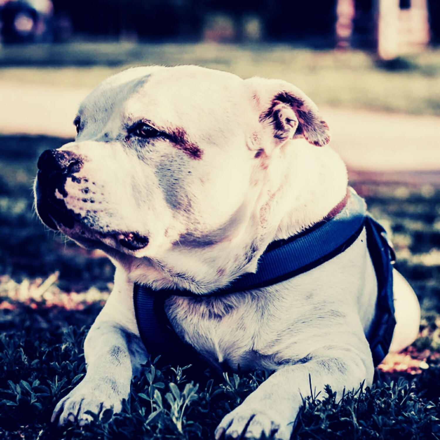 Piano Music for Dogs Lounge - Piano Jazz Soundtrack for Dog Separation Anxiety
