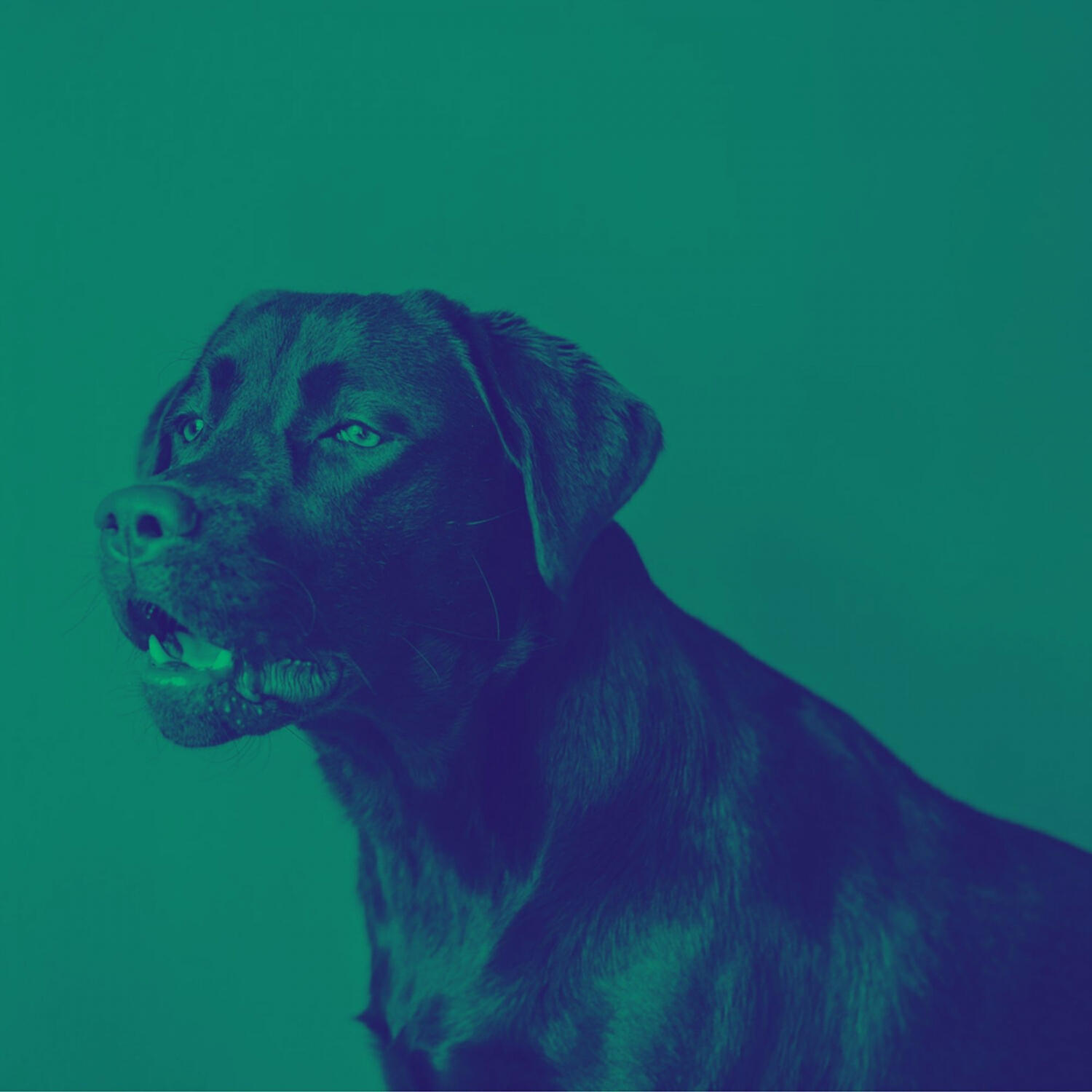 Piano Music for Dogs Society - Bright Ambiance for Quiet Dogs