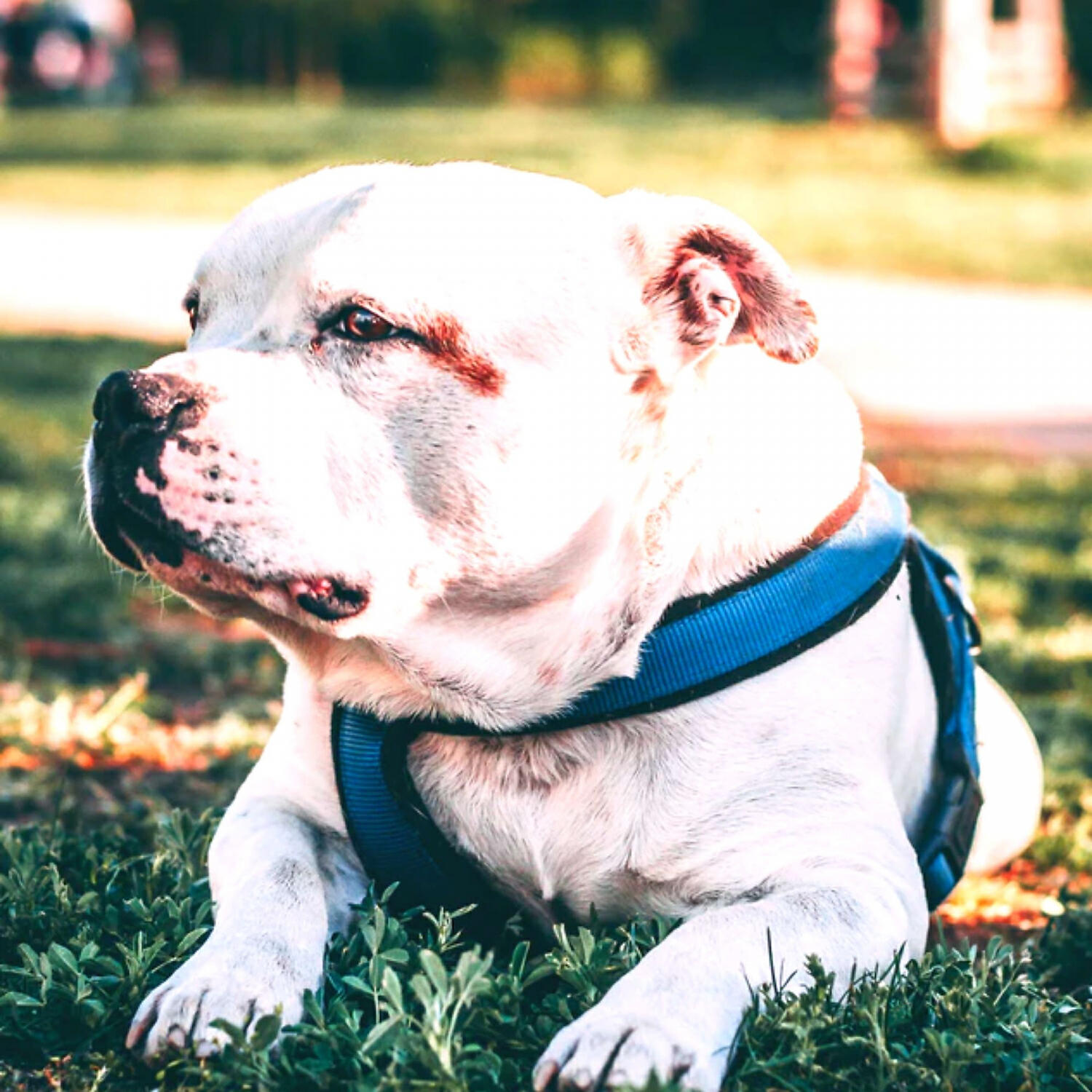Piano Music for Dogs Romance - Sprightly Music for Relaxing Pups