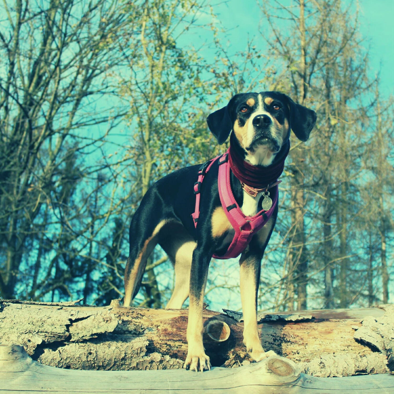Casual Piano Music for Dogs - Exciting Music for Calming Dogs