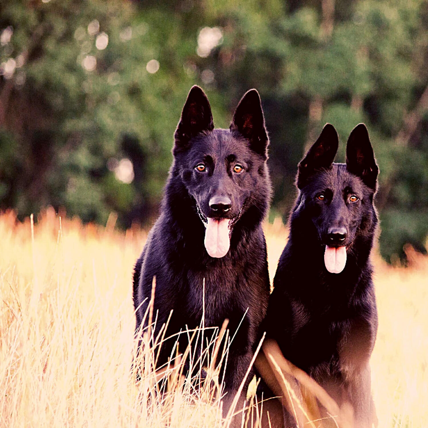 Piano Music for Dogs Playlist - Sophisticated Backdrops for Sleepy Dogs