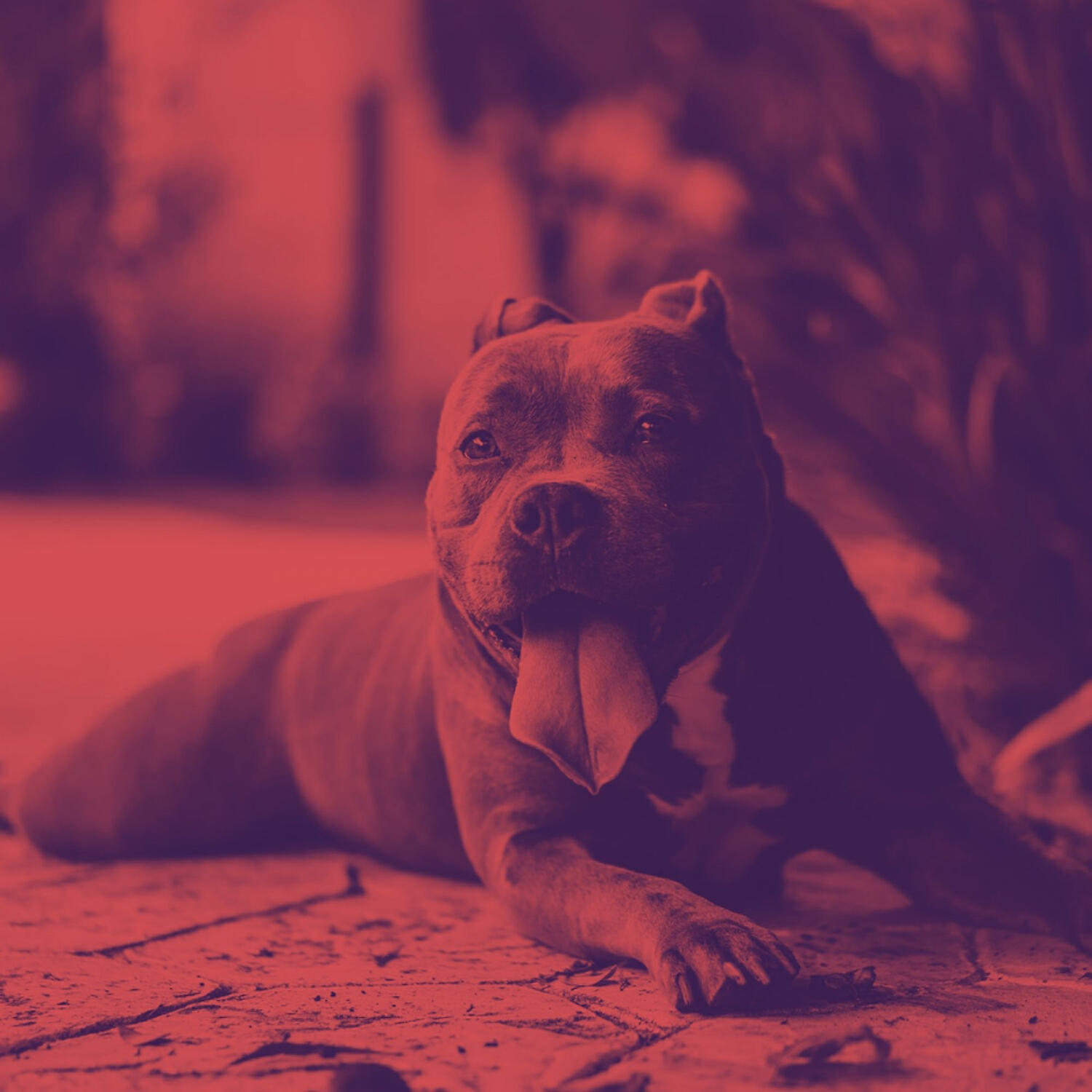 Piano Music for Dogs - Cheerful Ambience for Sleepy Dogs