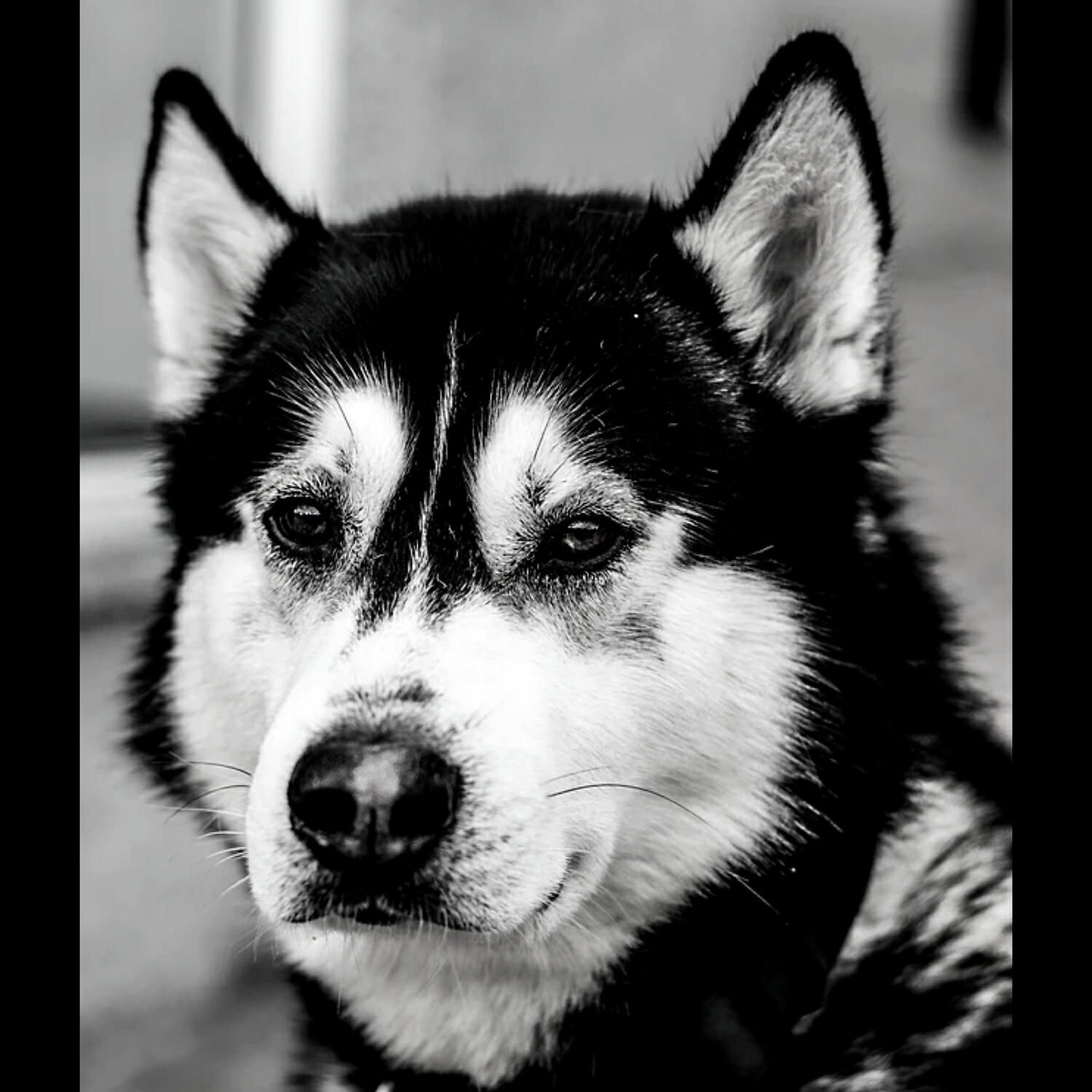 Piano Music for Dogs Vintage - Tremendous Moods for Relaxing Pups