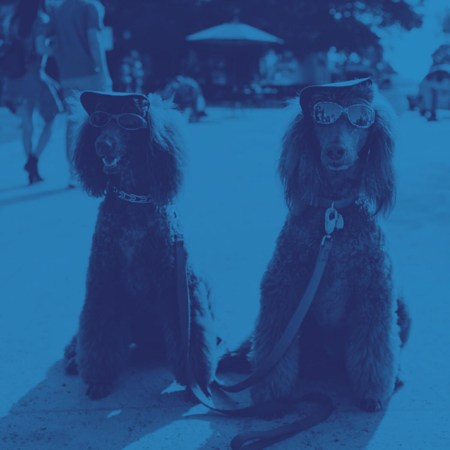 Amazing Piano Music for Dogs - Cultivated Solo Piano Jazz - Vibe for Quiet Dogs