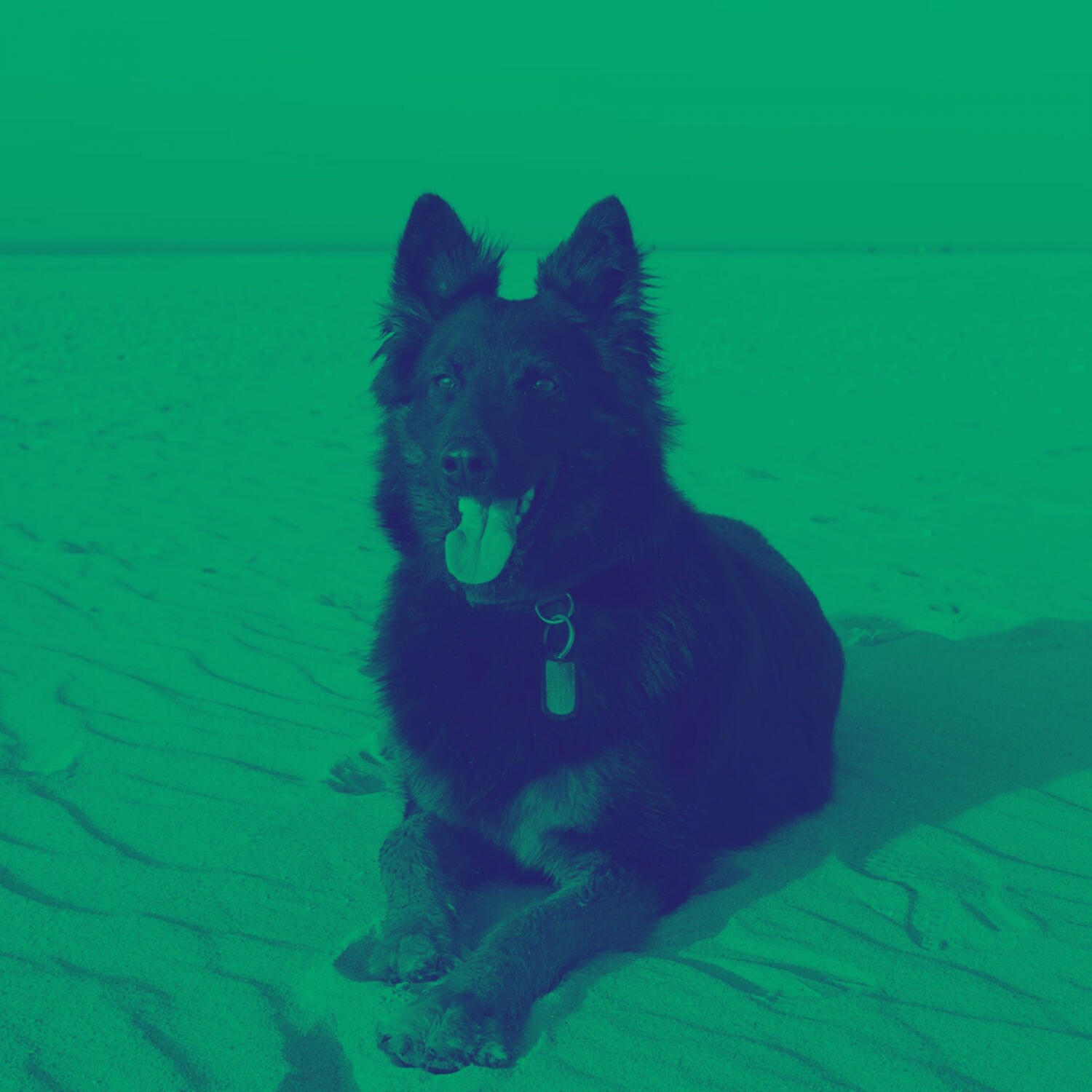 Piano Music for Dogs Ambience - Bright Music for Sleeping Puppies