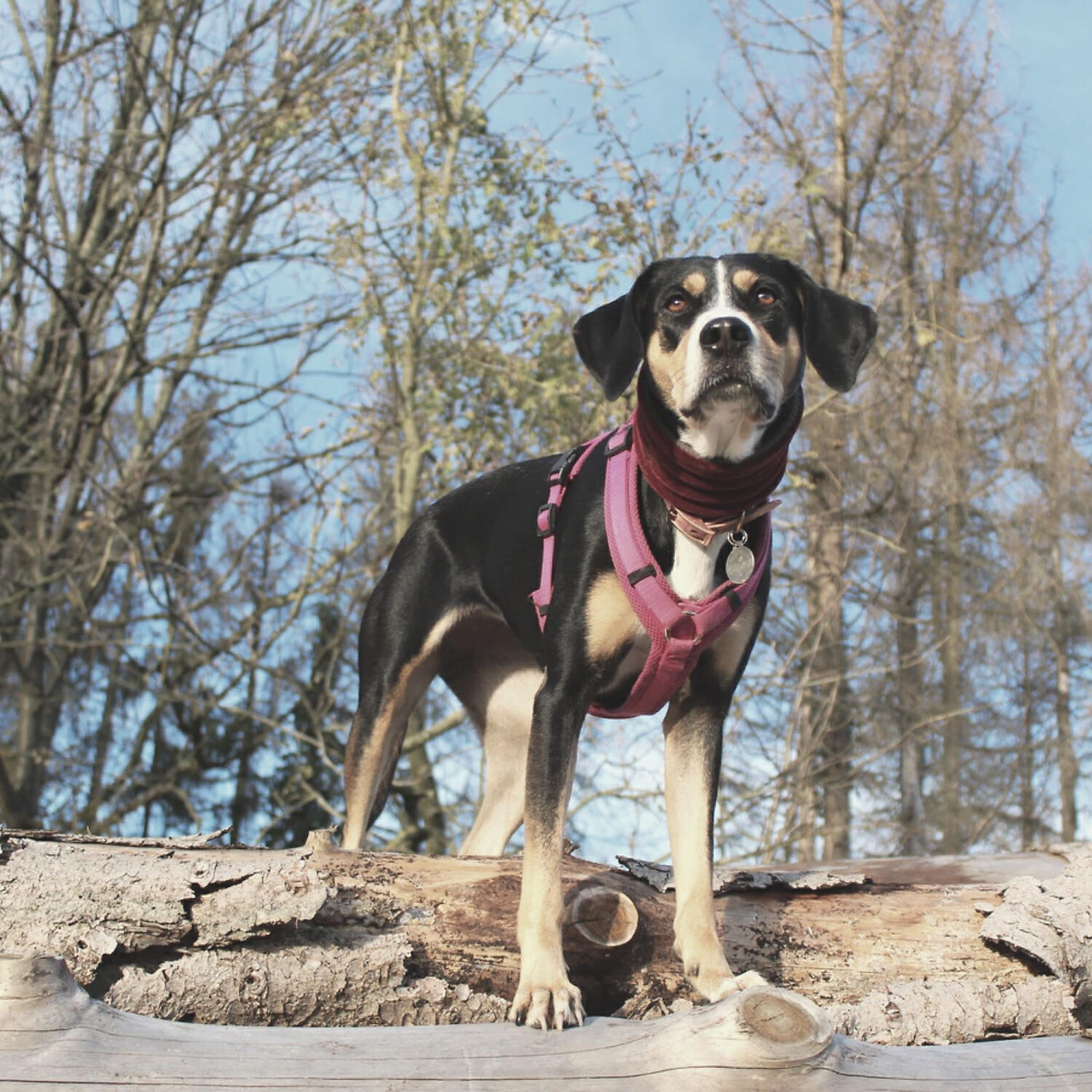 Piano Music for Dogs Bgm - Modish Moods for Relaxing Pups