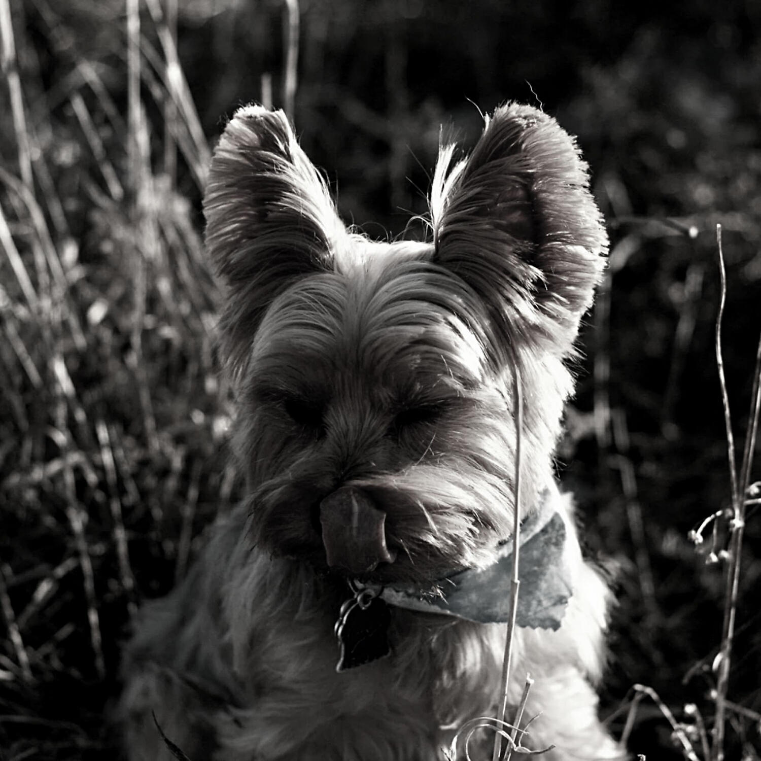 Piano Music for Dogs Moments - Casual Moods for Sleepy Dogs