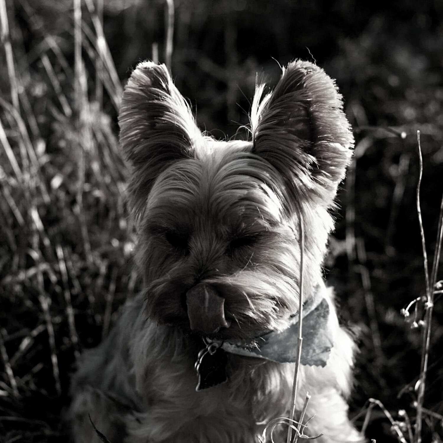 Piano Music for Dogs Moments - Background for Calming Dogs