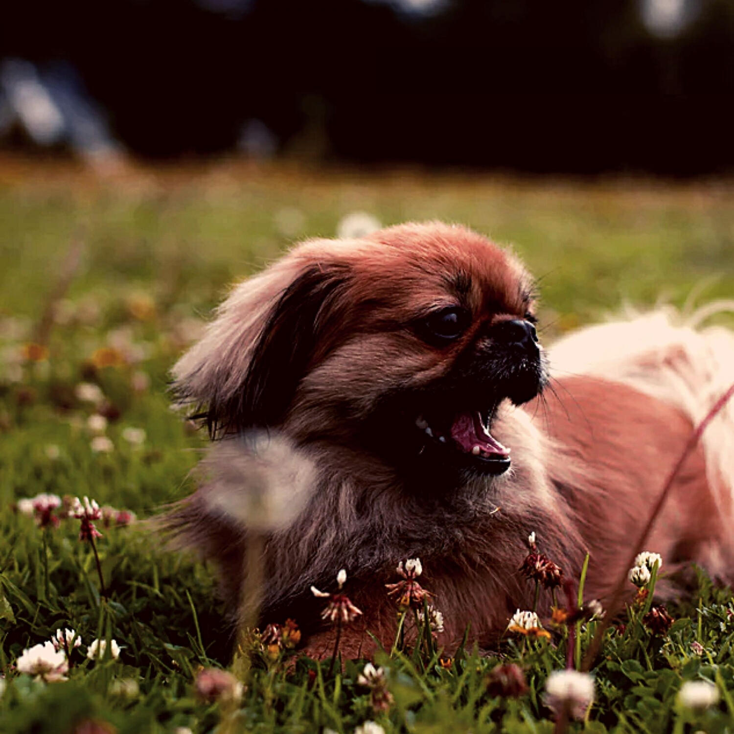 Piano Music for Dogs Playlists - Brilliant Ambiance for Relaxing Pups