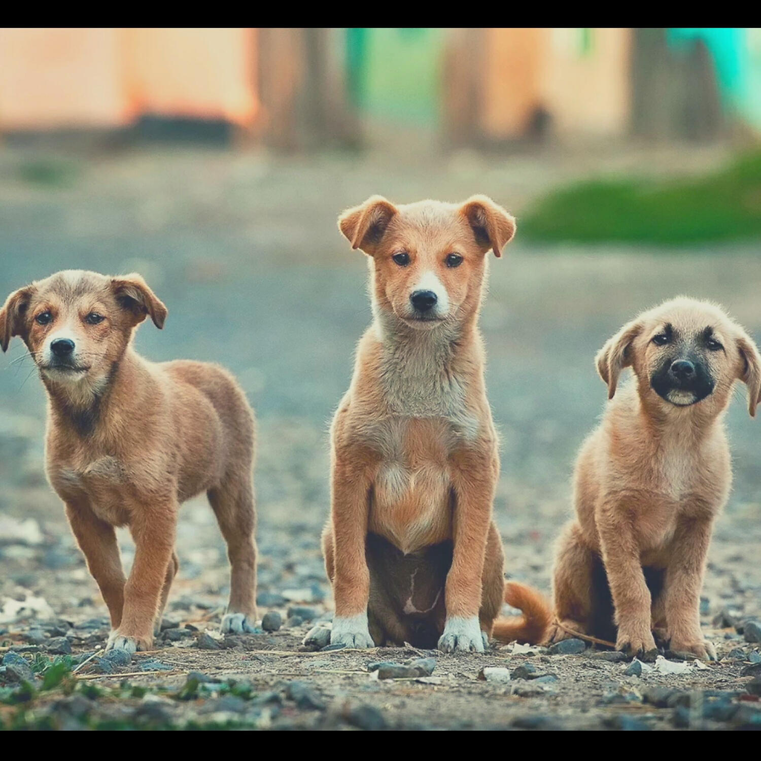 Piano Music for Dogs Background Music - Retro Ambiance for Dog Separation Anxiety