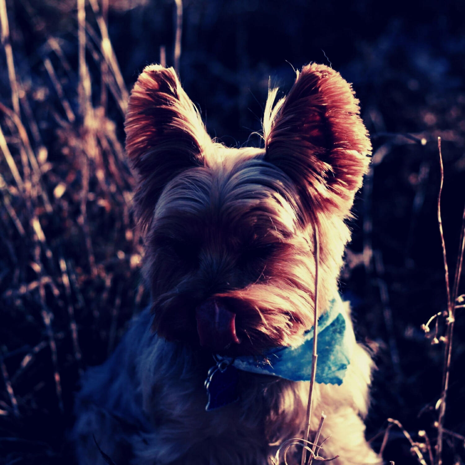 Beautiful Piano Music for Dogs - Phenomenal Solo Piano Jazz - Vibe for Sleepy Dogs