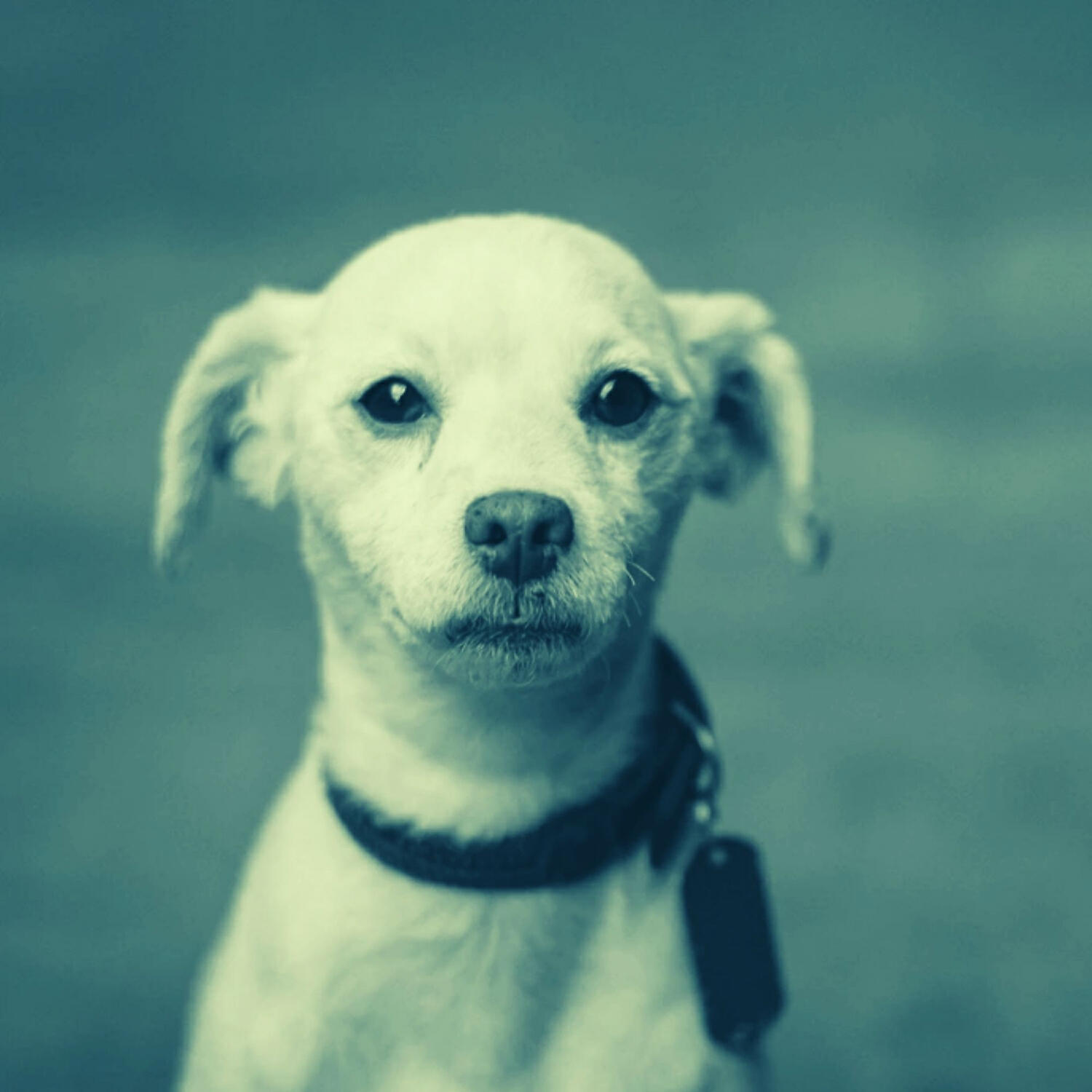 Piano Music for Dogs Playlist - Suave Music for Dog Separation Anxiety
