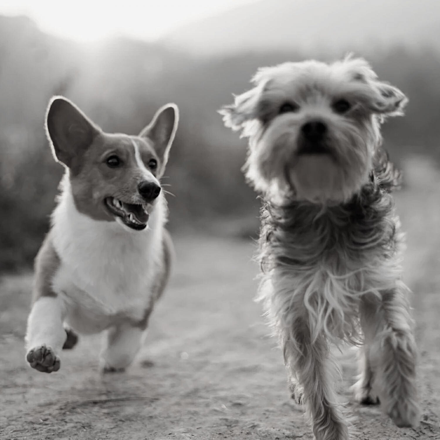 Piano Music for Dogs Retro - Stellar Solo Piano Jazz - Vibe for Sleepy Dogs