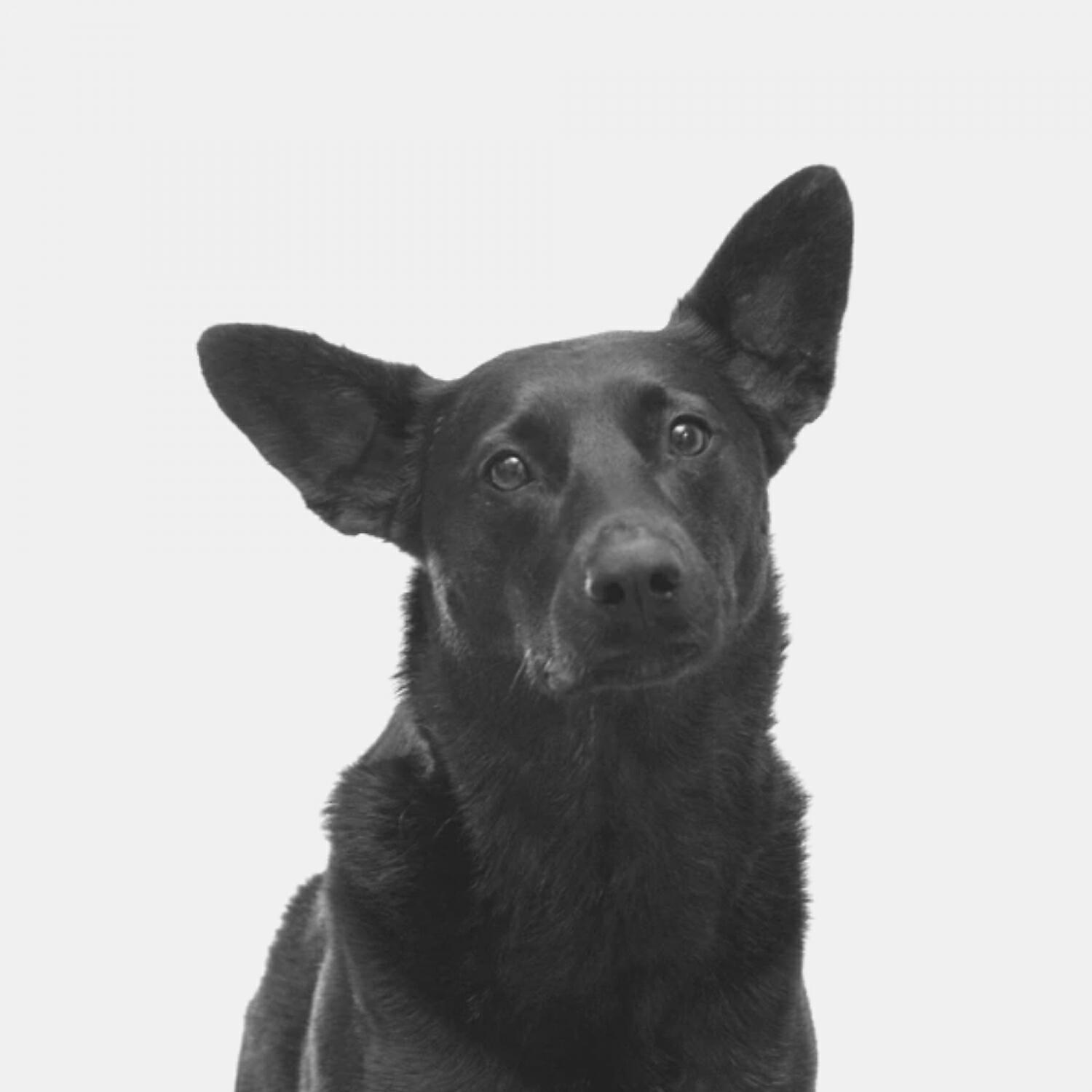 Piano Music for Dogs Vintage - Bubbly Solo Piano Jazz - Vibe for Sleepy Dogs