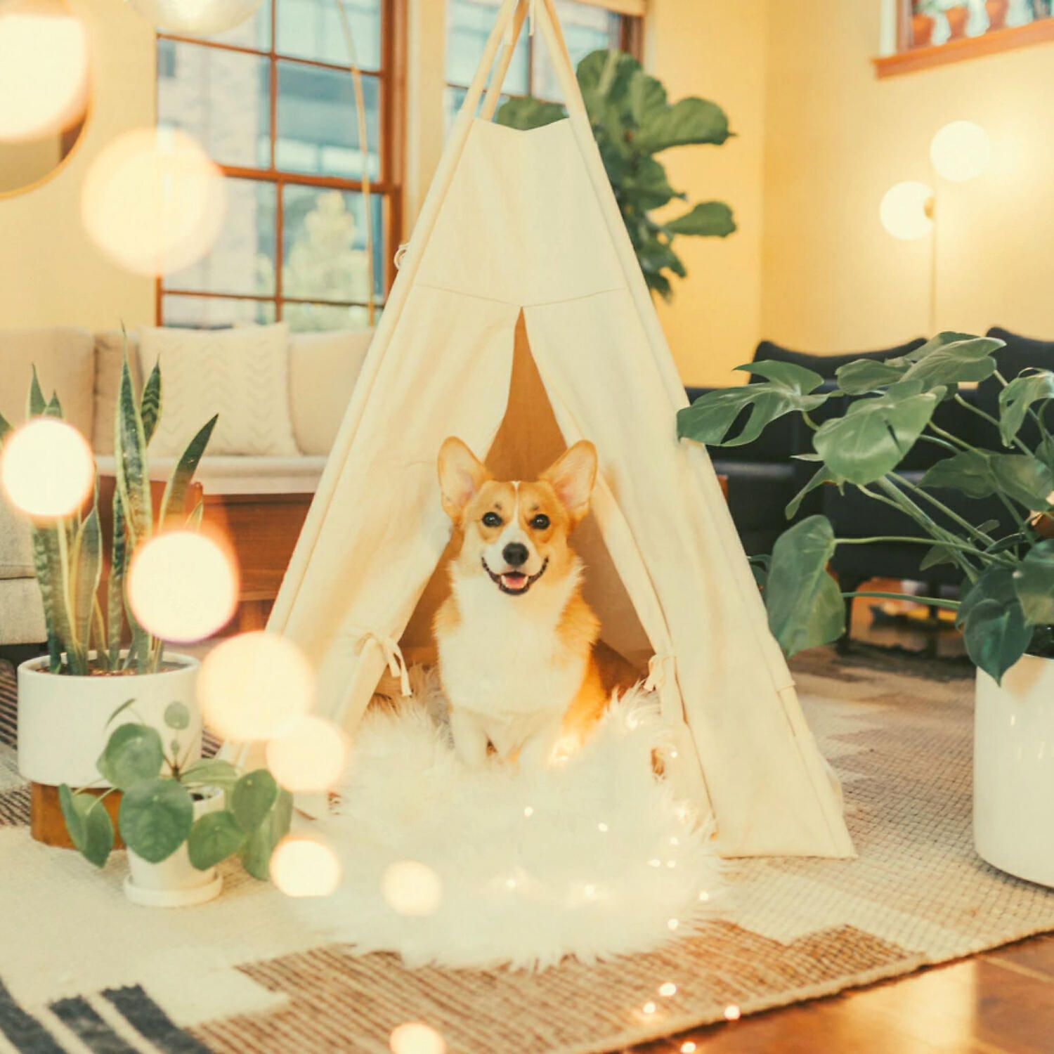 Piano Music for Dogs Collections - Vintage Solo Piano Jazz - Vibe for Dog Separation Anxiety