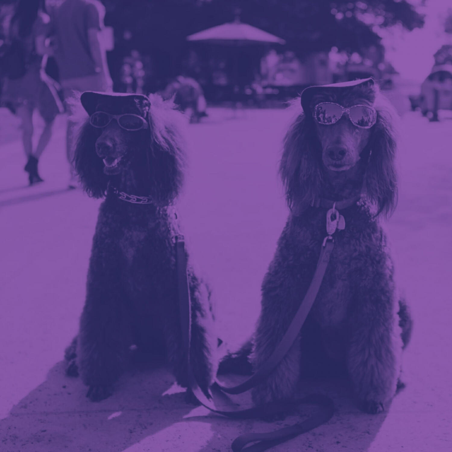 Piano Music for Dogs Project - Tremendous Ambience for Sleepy Dogs