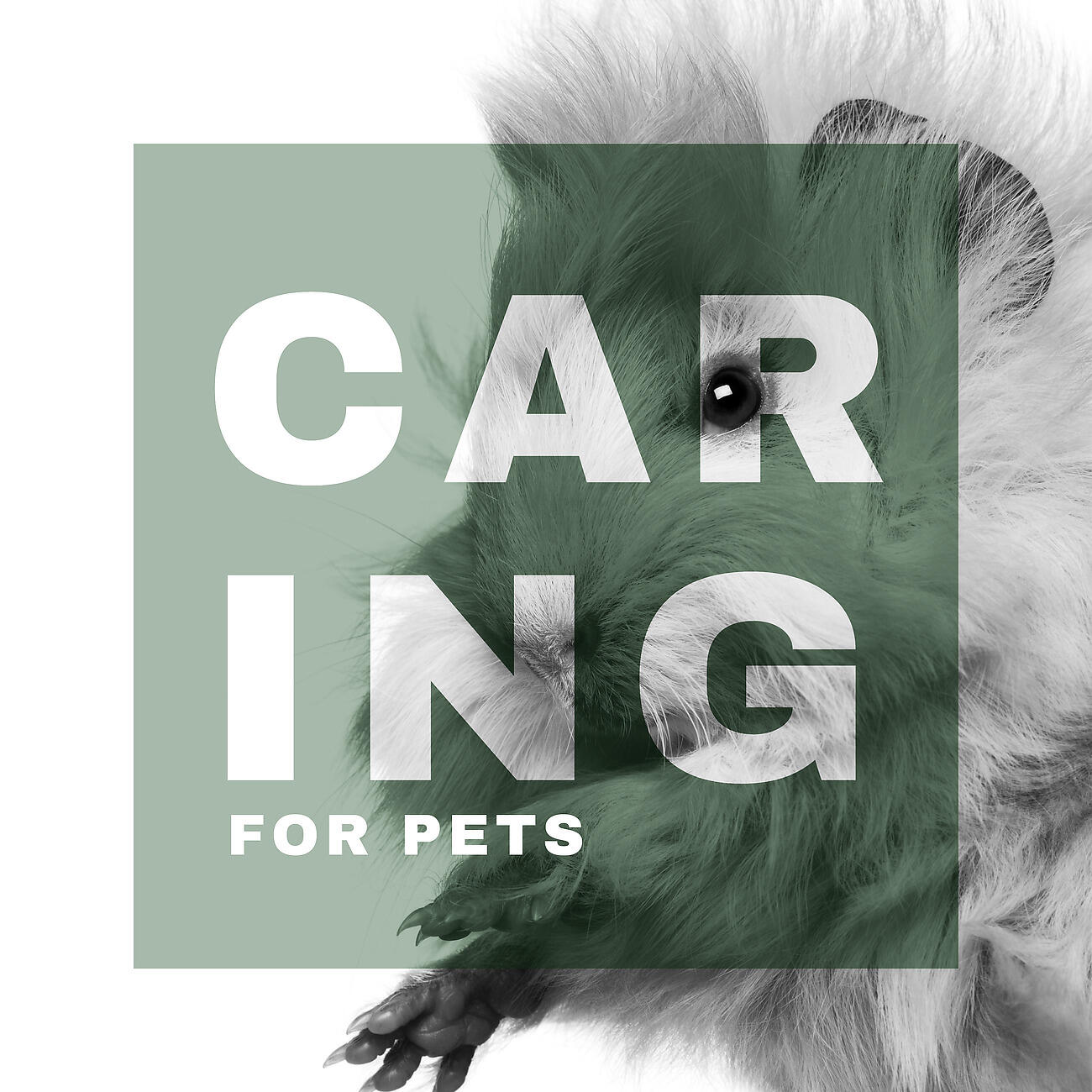 Pet Care Club - Calming Music