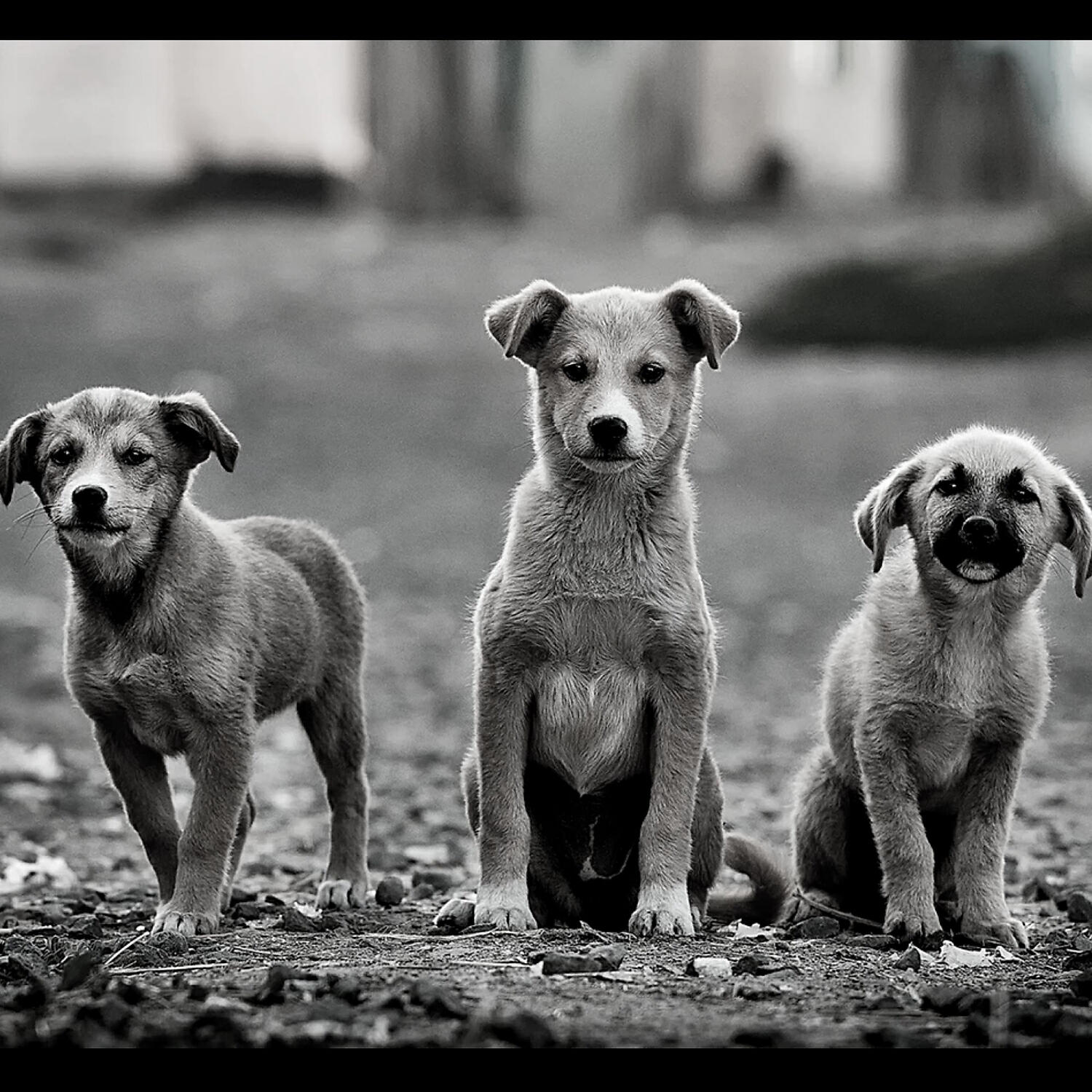 Deluxe Dog Calming Music - Comforting (Music)