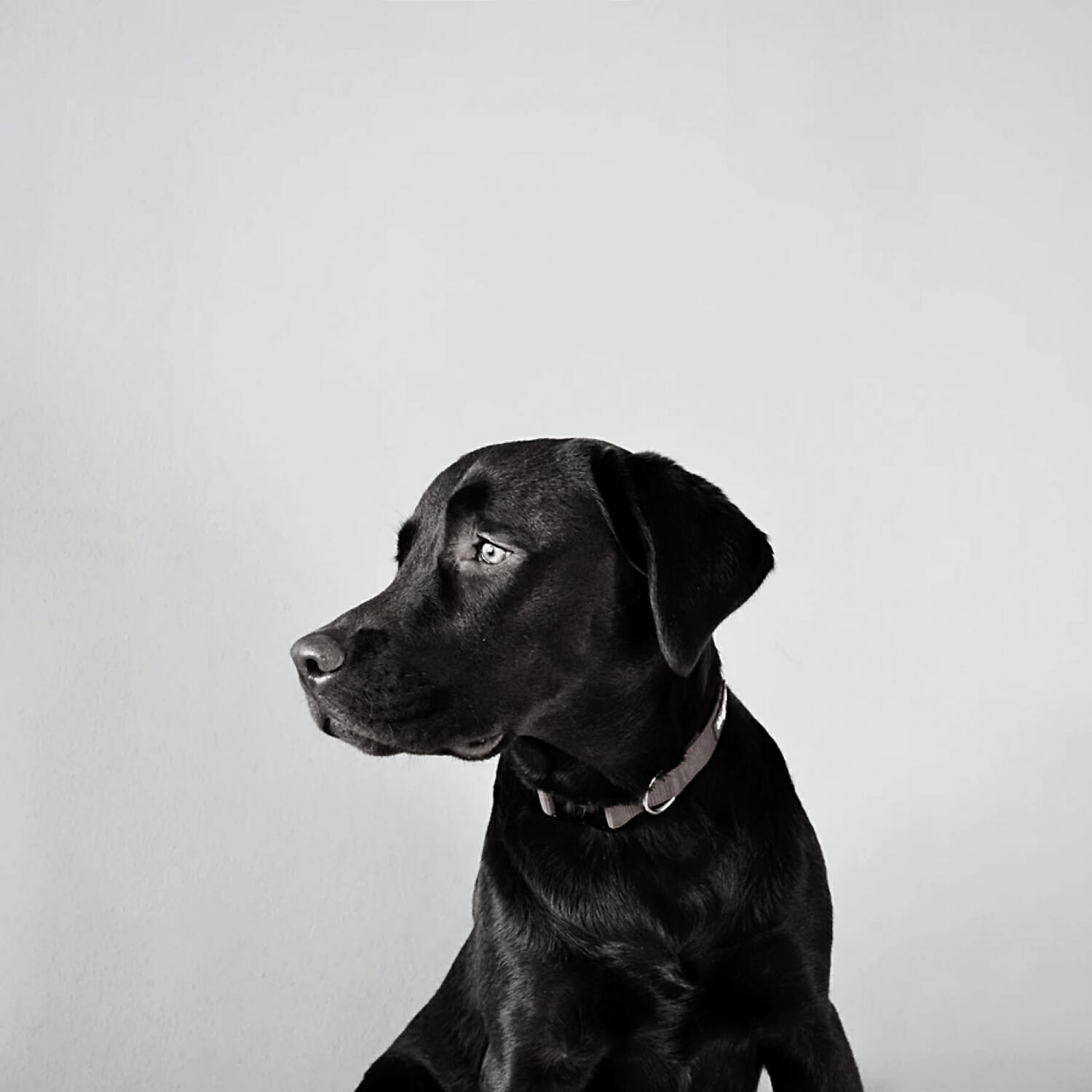 Amazing Dog Calming Music - Music - Entertaining