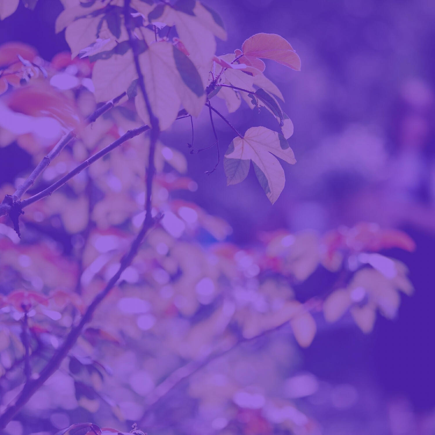 Armenian Duduk Radio - Simple Duduk and Piano - Vibe for Complete Relaxation