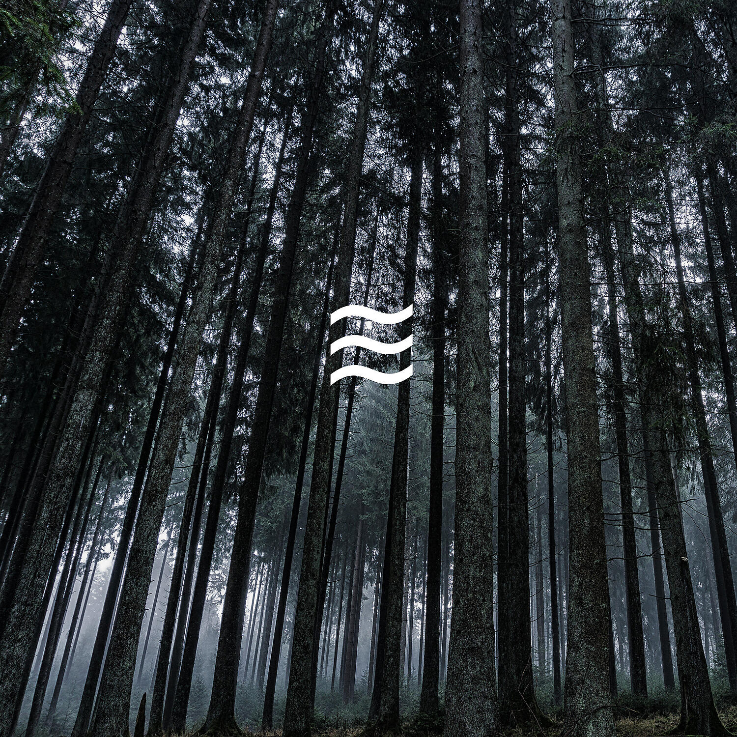 Forest Ambient and Noises - Shushing Ambient of Forest with Noises