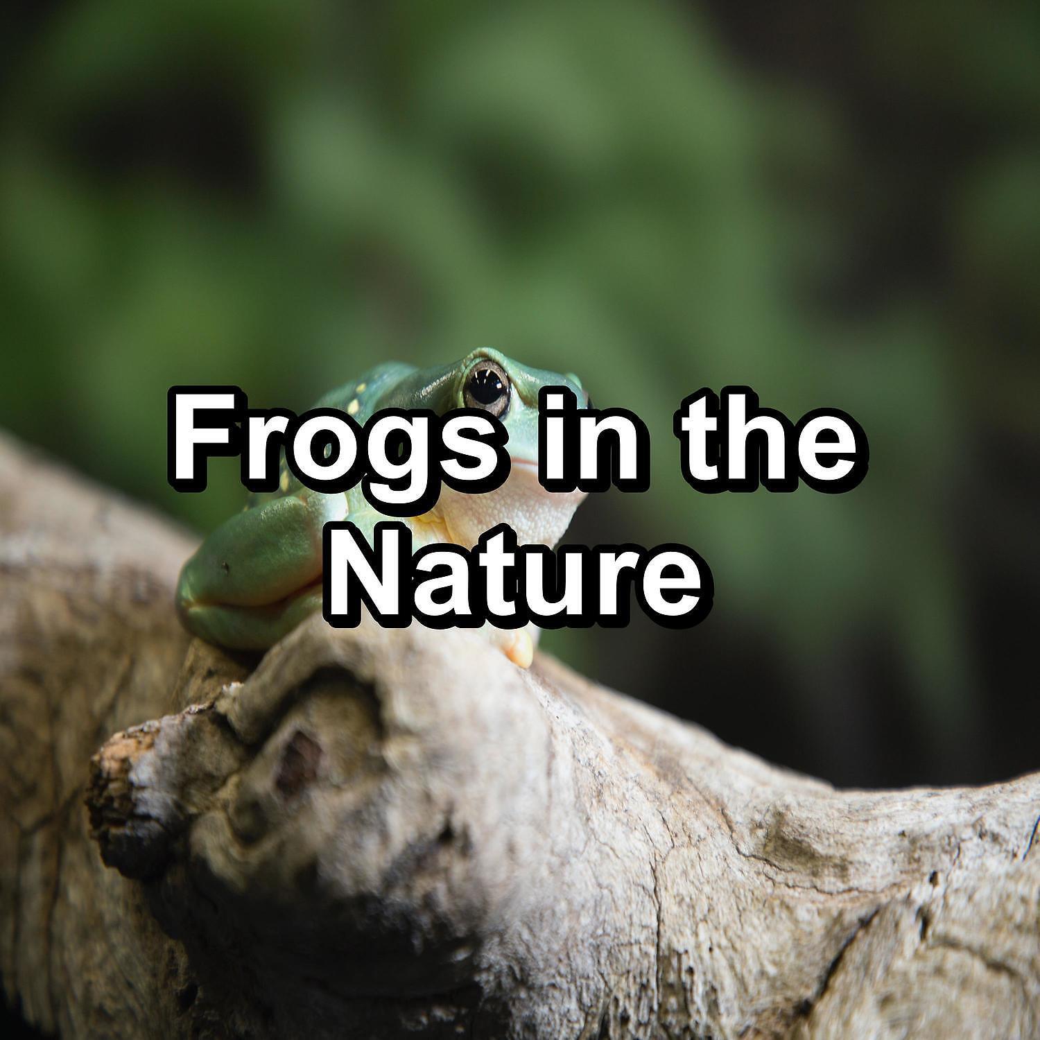 Nature Sounds - Frog Sounds