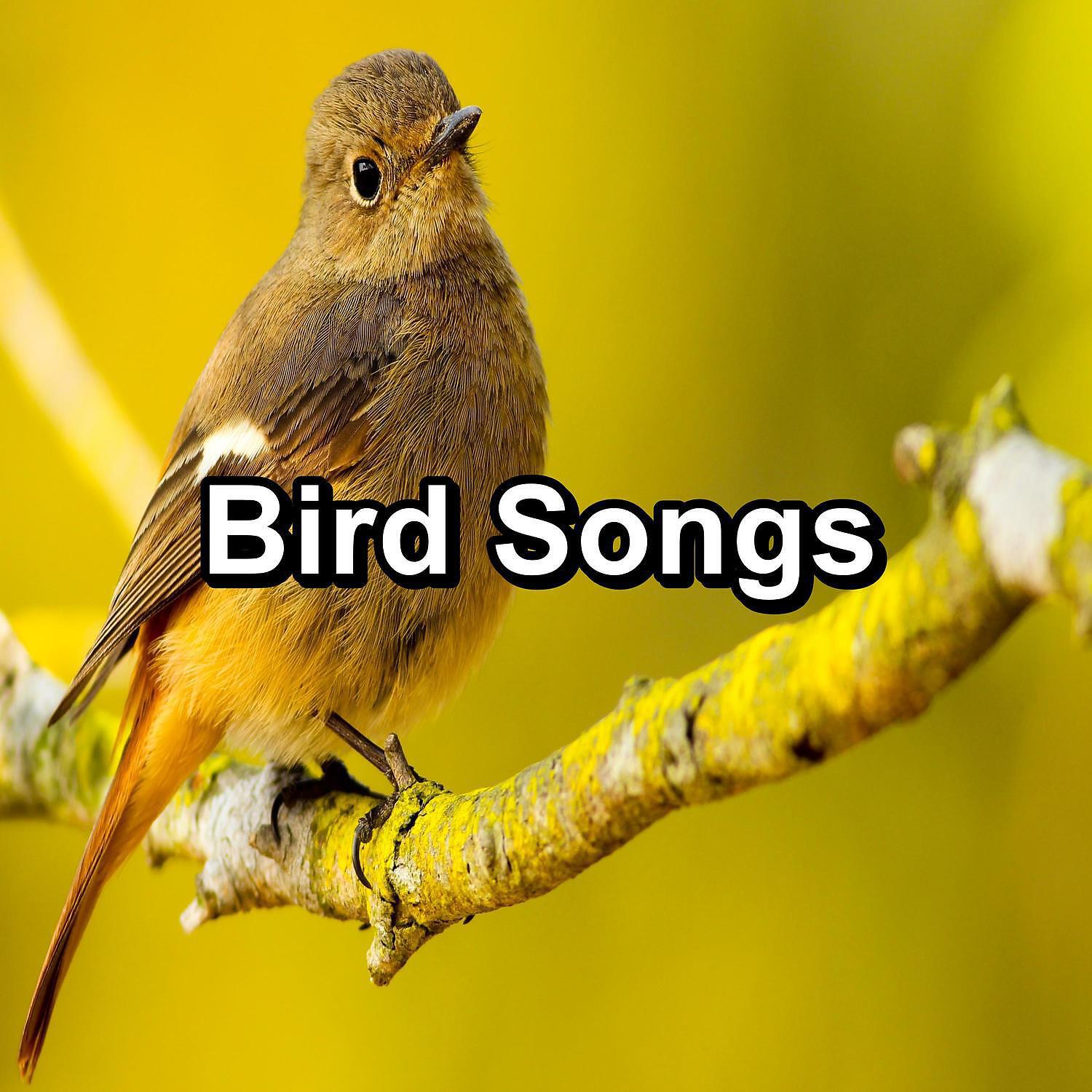 Постер альбома Bird Songs