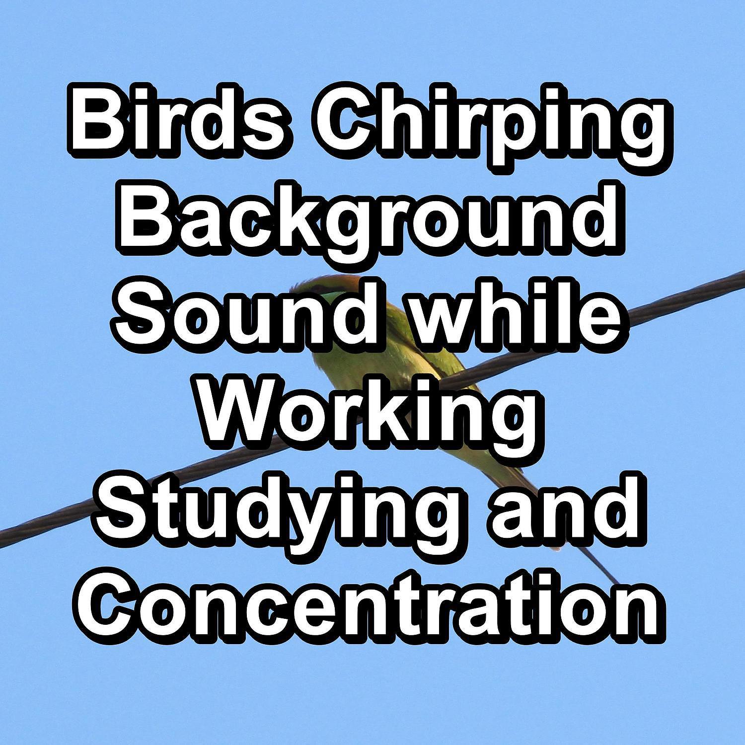 Постер альбома Birds Chirping Background Sound while Working Studying and Concentration