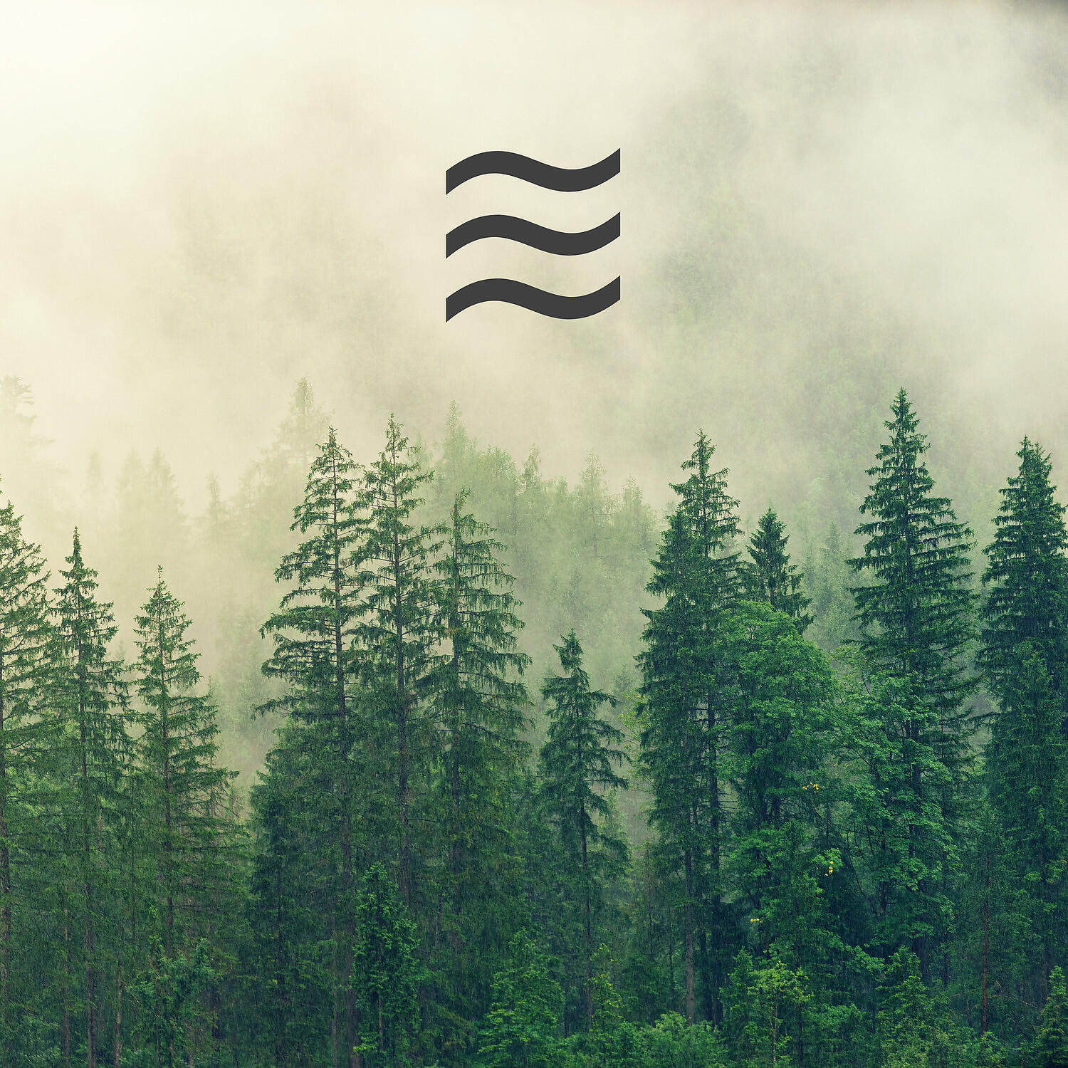 Foresty Natural Noises Sounds for Relax - Ambient of Shushing Arbor