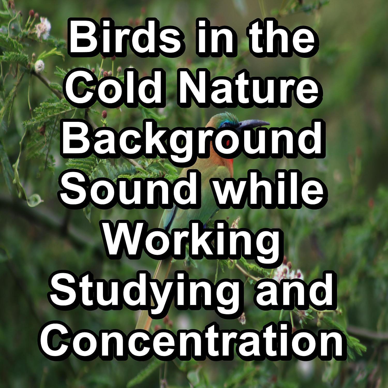Singing Birds - ASMR Bird Sounds ASMR Instant Relaxing Loopable for the Night