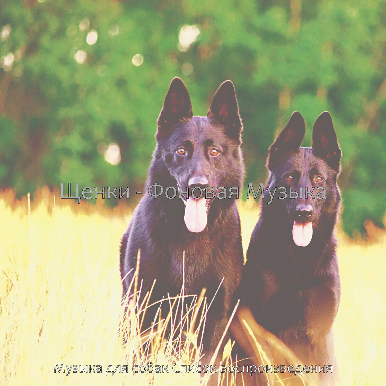 Альбом Щенки - Фоновая Музыка исполнителя Музыка для собак Список воспроизведения