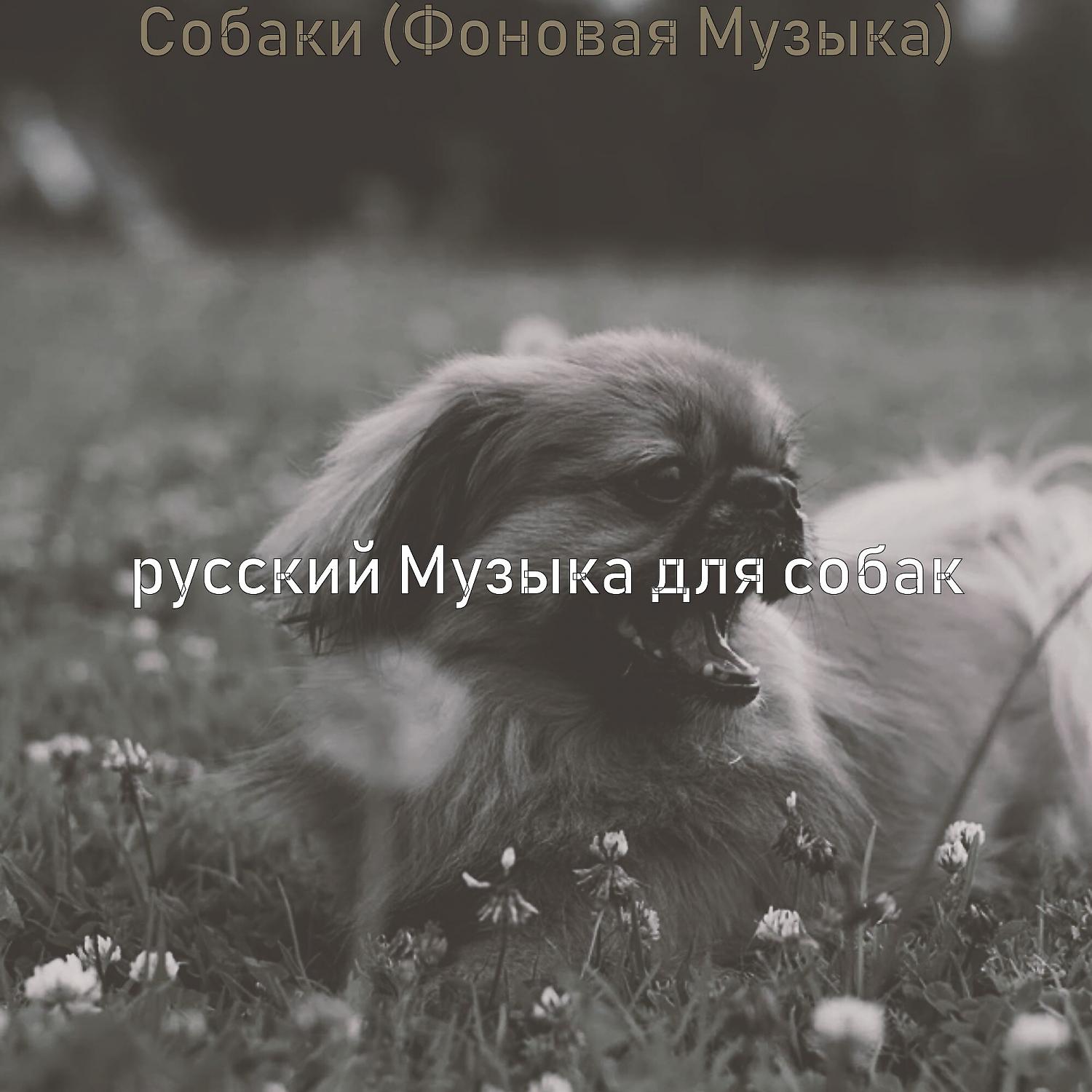 Постер альбома Собаки (Фоновая Музыка)