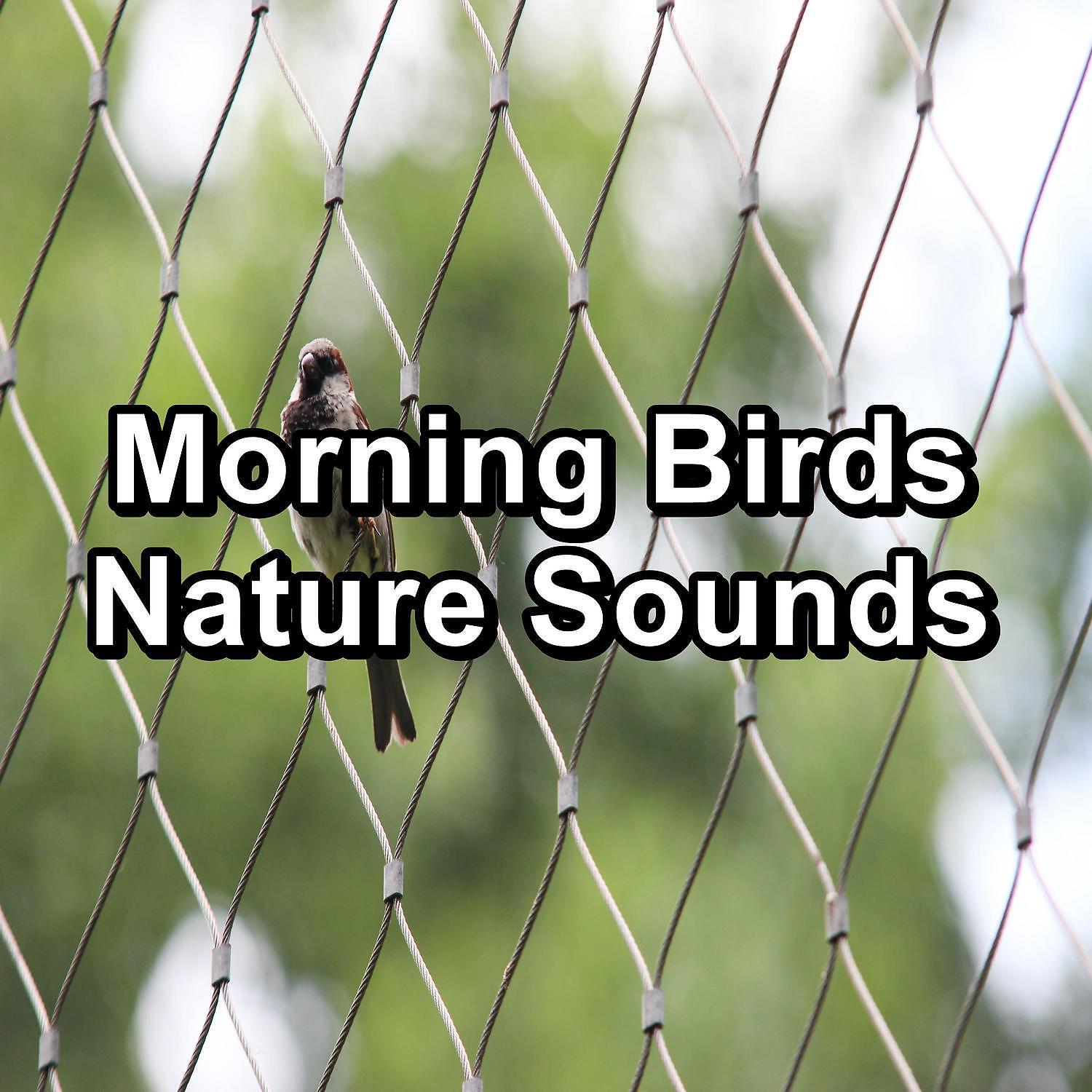 Yoga & Meditation - Birds Sounds ASMR Instant Relaxing To Loop for 8 Hours