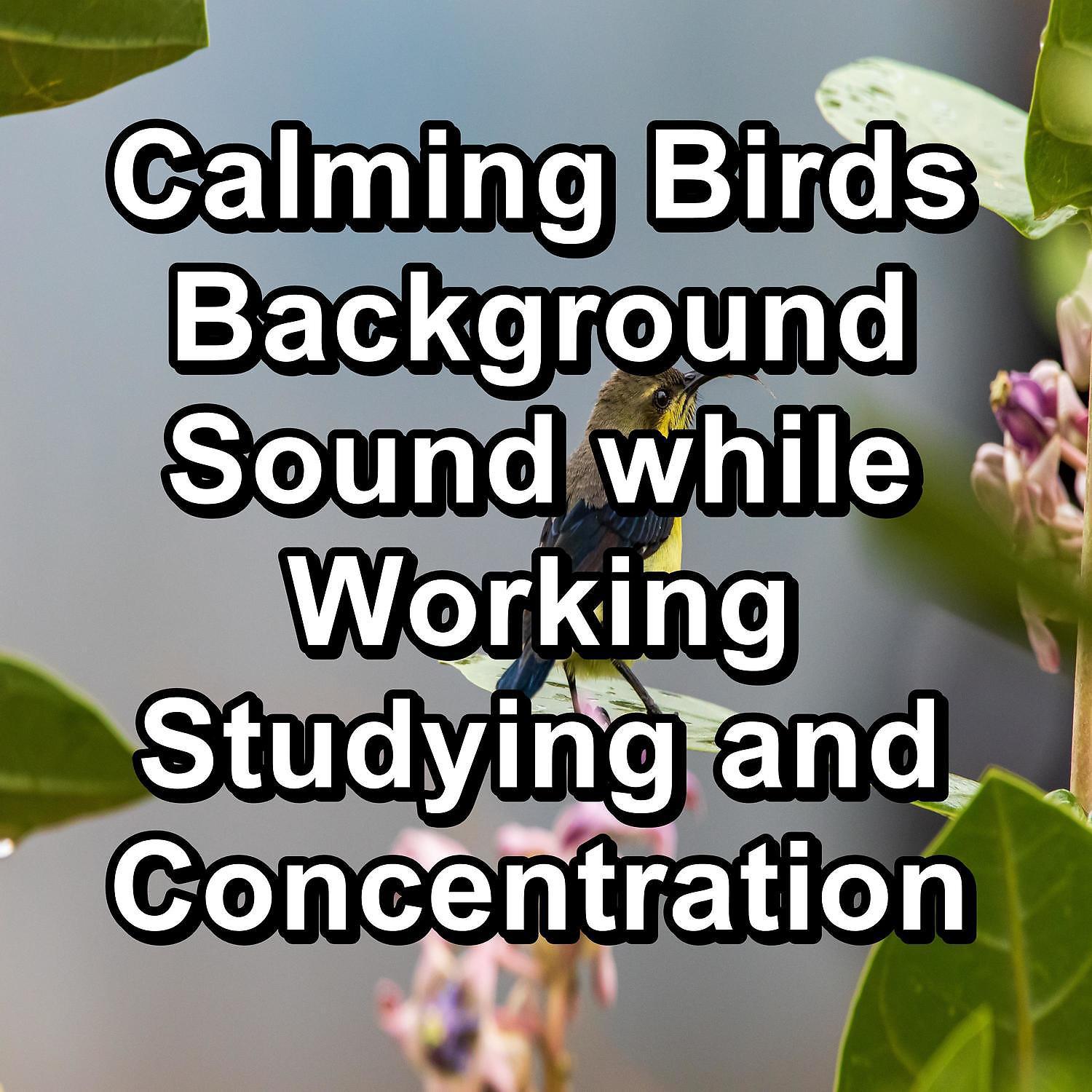 Постер альбома Calming Birds Background Sound while Working Studying and Concentration