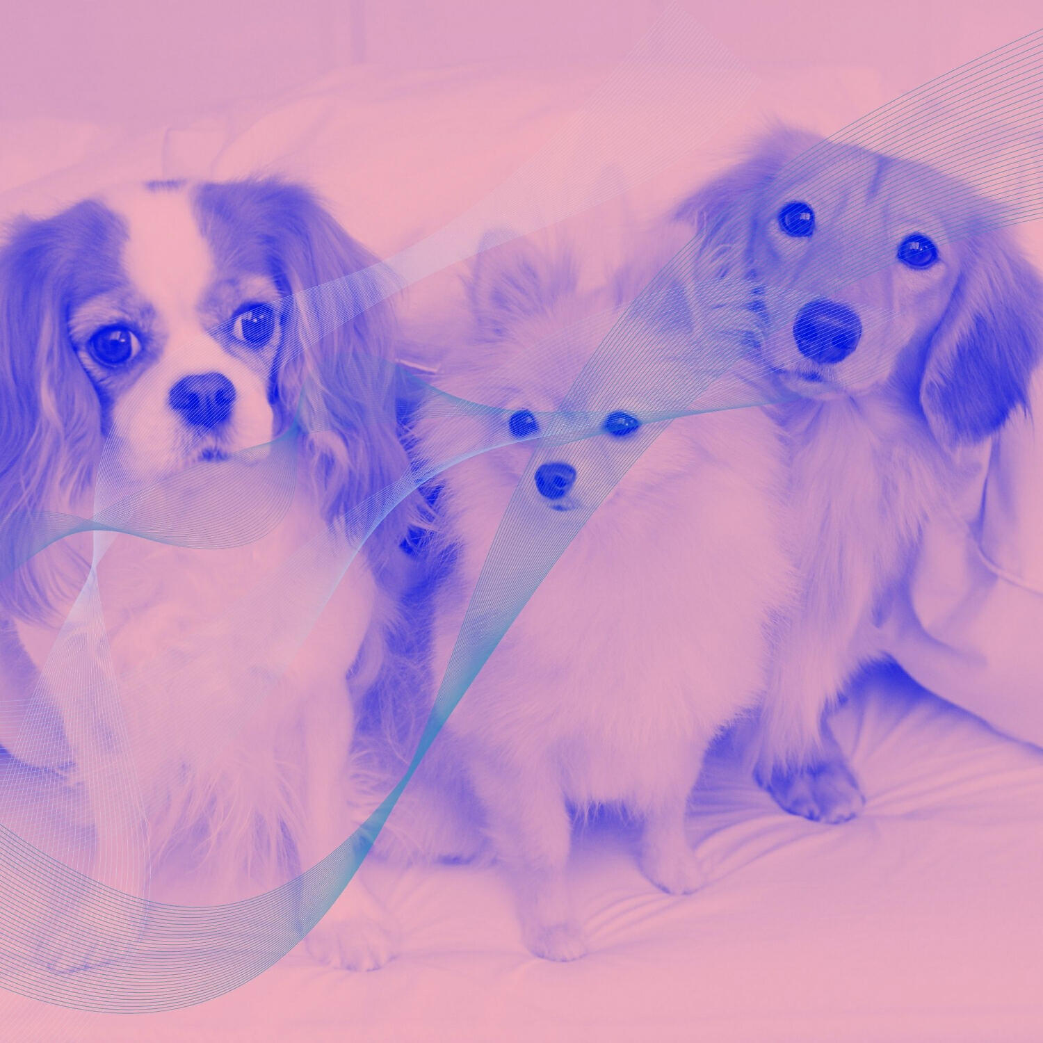 Relaxing Dog Music Beats - Calm Backdrops for Energetic Dogs