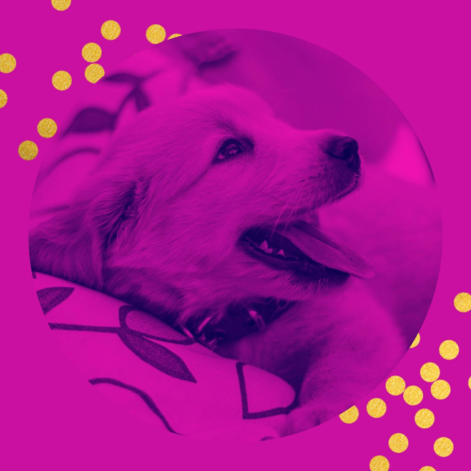 Relaxing Dog Music Collections - Vintage Music for Anxious Puppies