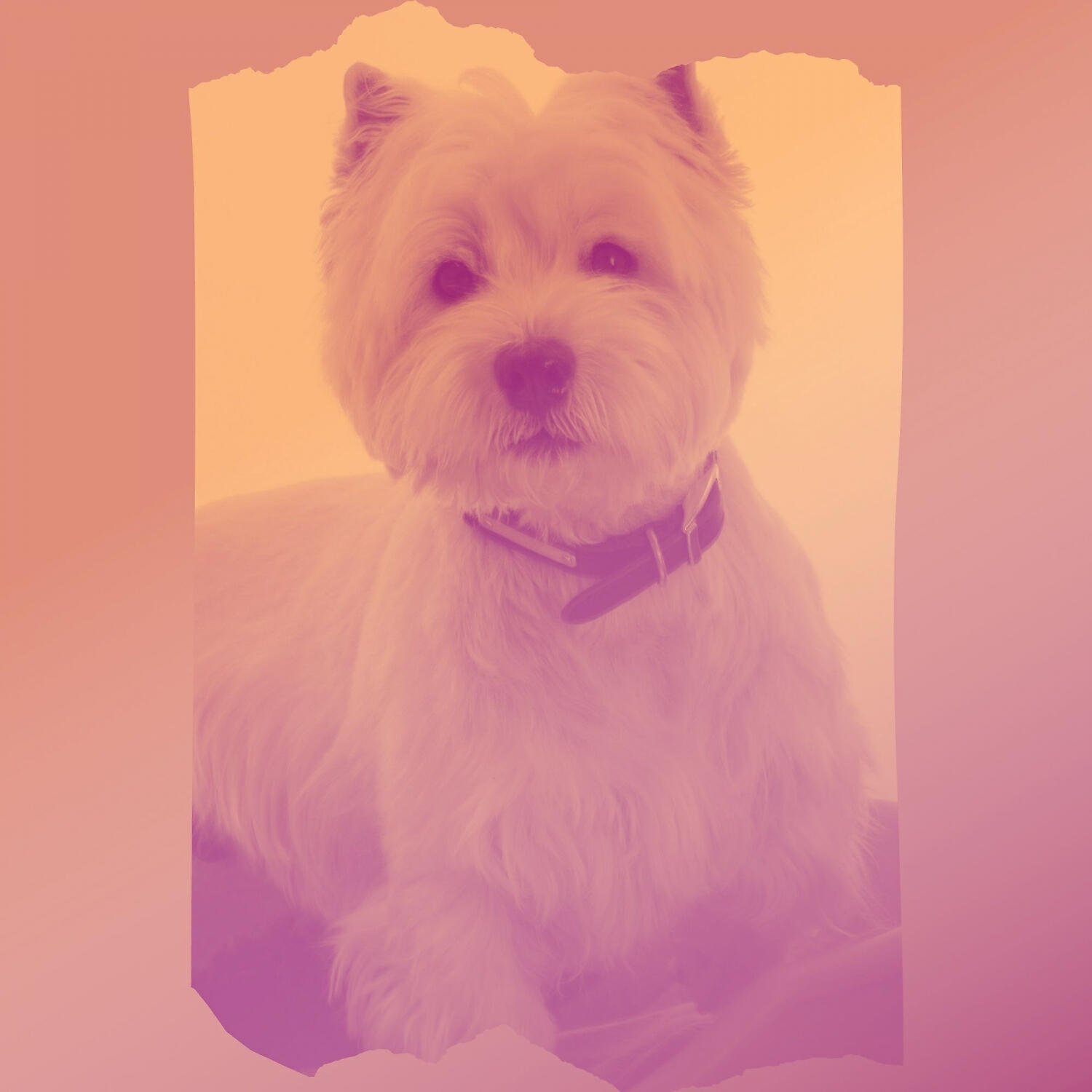Relaxing Dog Music Rhythms - Fabulous Piano and Guitars - Vibe for Sleeping Dogs