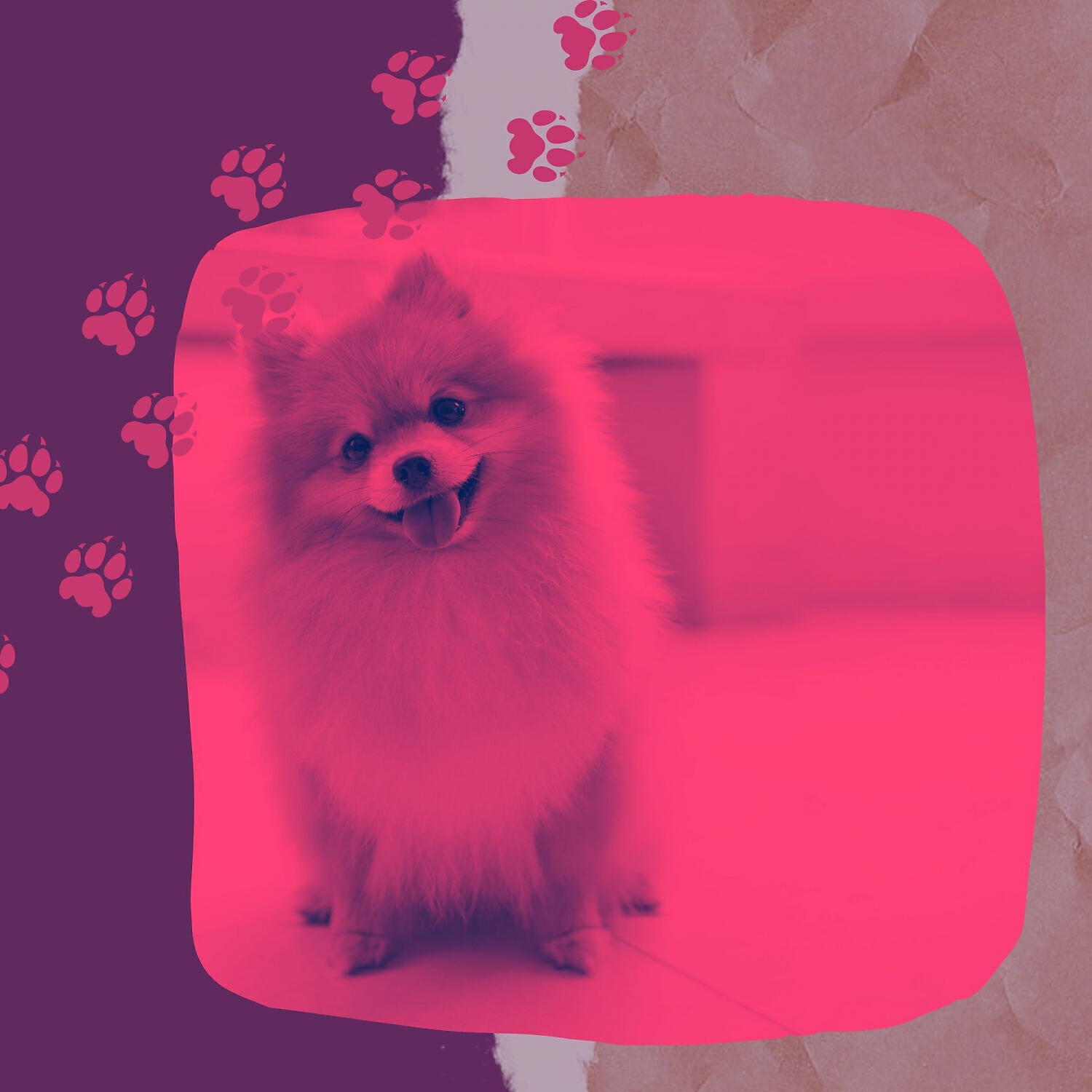 Relaxing Dog Music Deluxe - Fashionable Backdrops for Calming Your Puppy