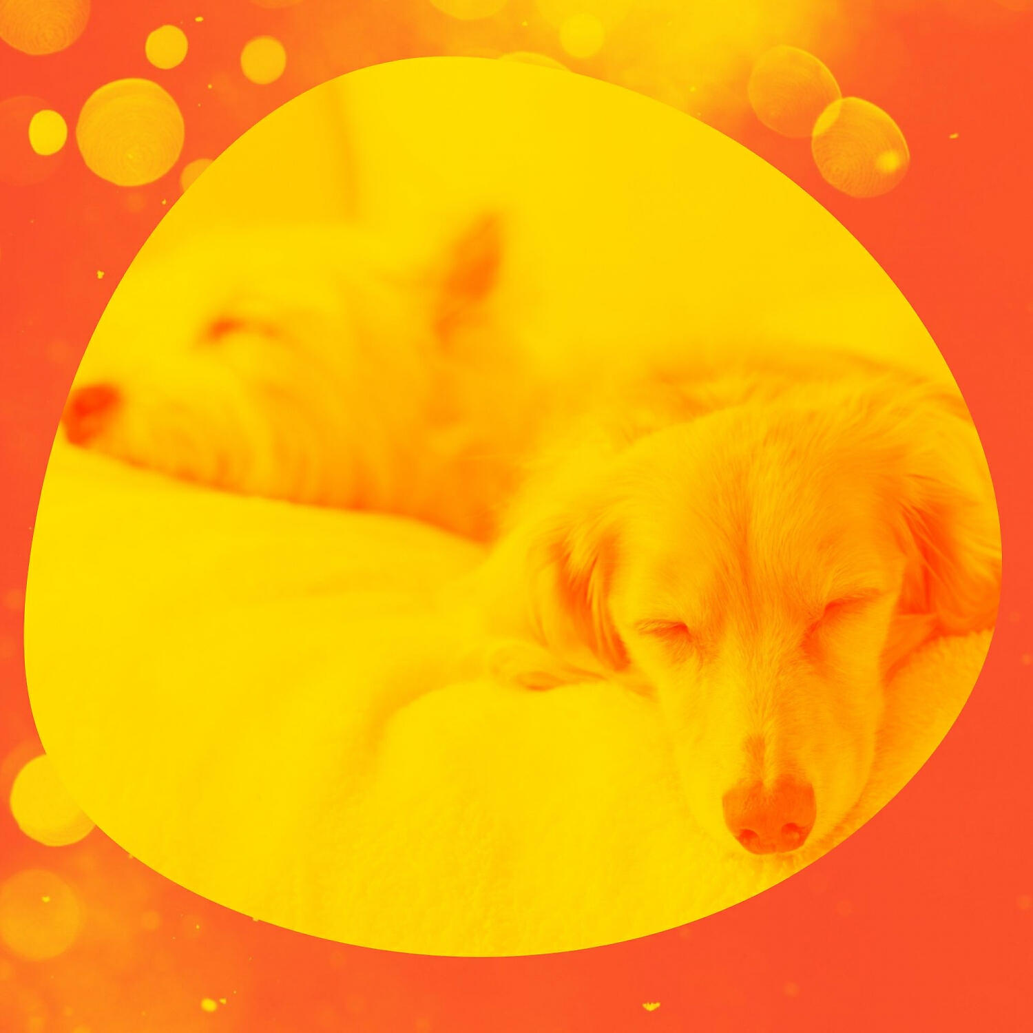 Relaxing Dog Music Play List - Cheerful Piano and Guitars - Vibe for Energetic Dogs