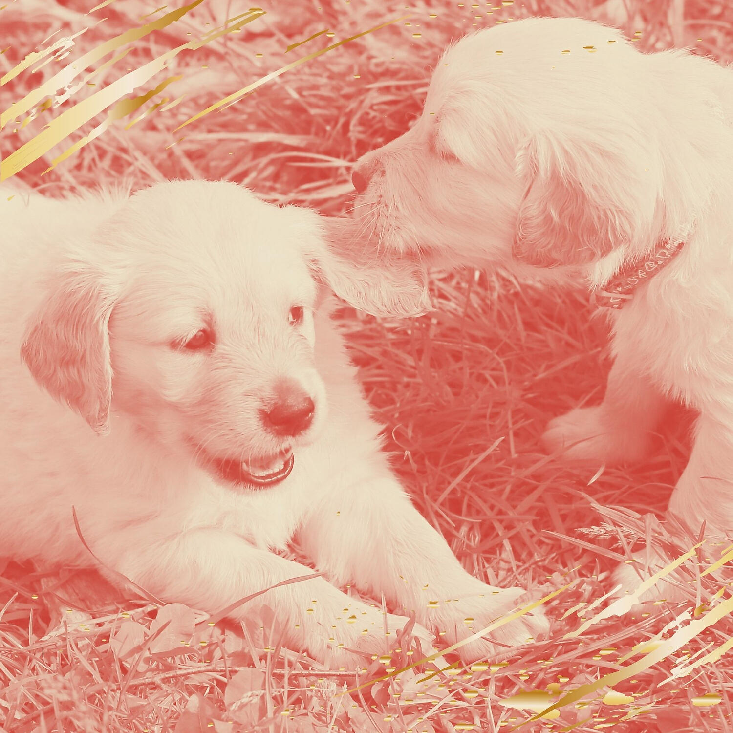 Relaxing Dog Music Play List - Smoky Ambience for Relaxing Your Dog