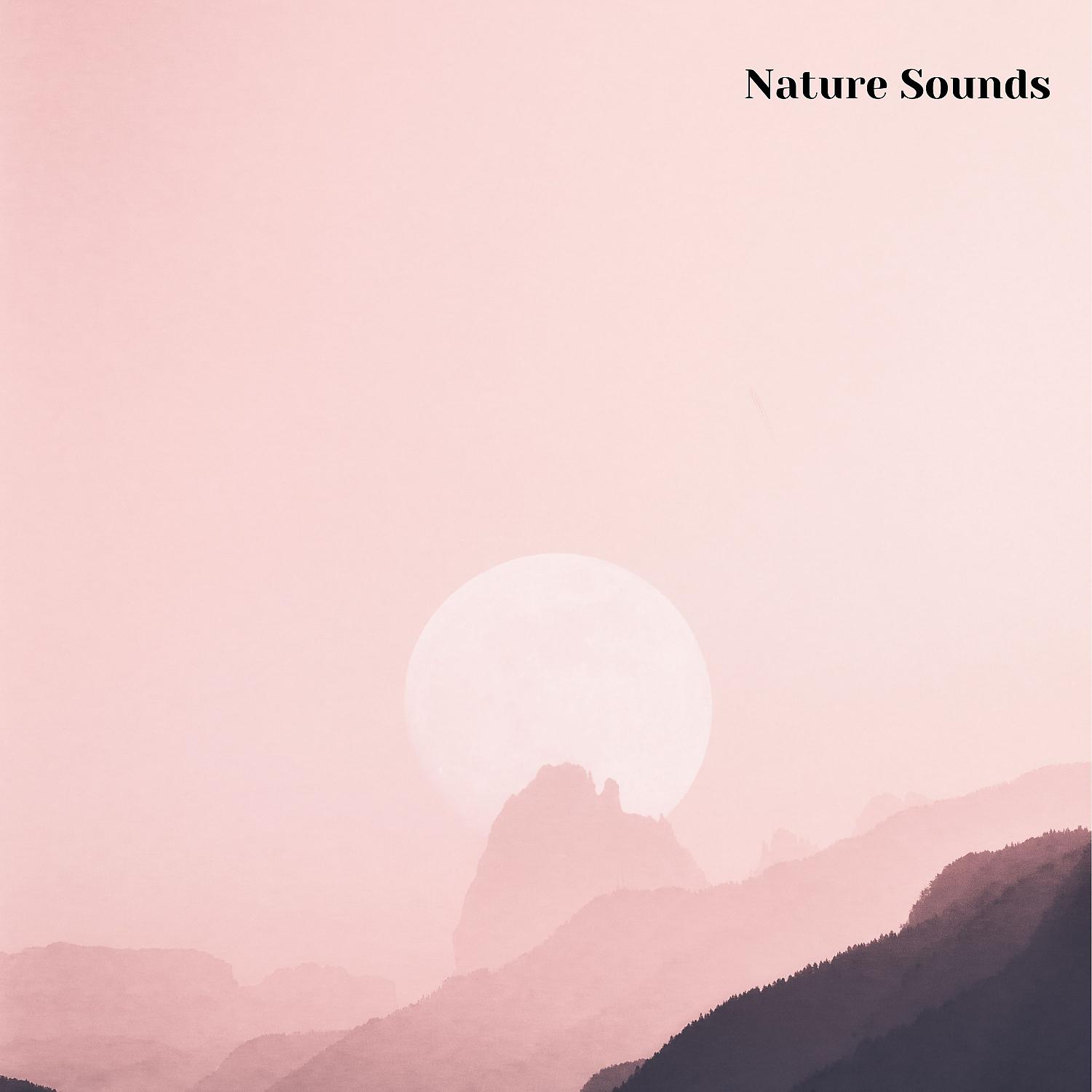 Постер альбома Nature Sounds, Sleep Music, Nature Sleep Music, Nature Noises, Vol. 2