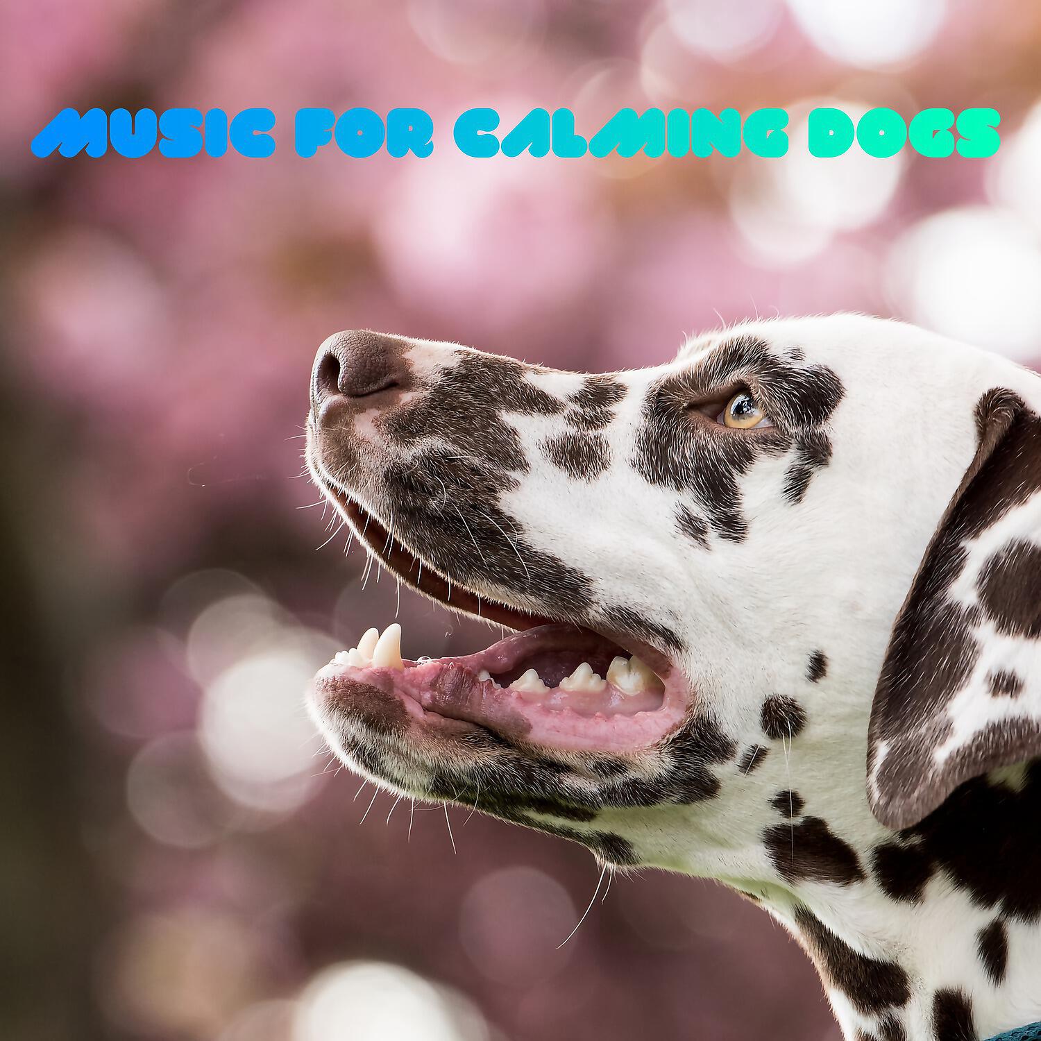 Sleepy Dogs - Find Peace Within, Not Without