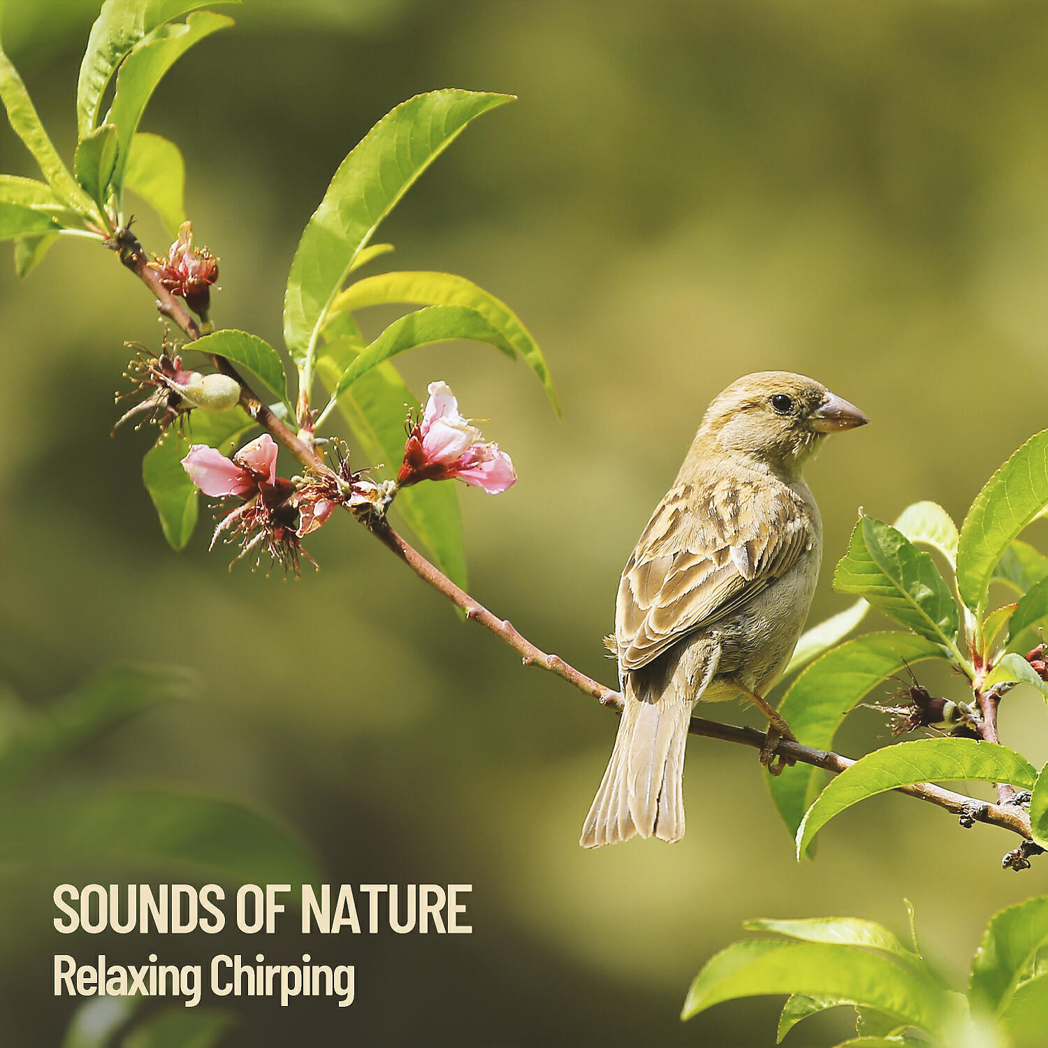 Nature Sounds - Waterfall and Birds Singing