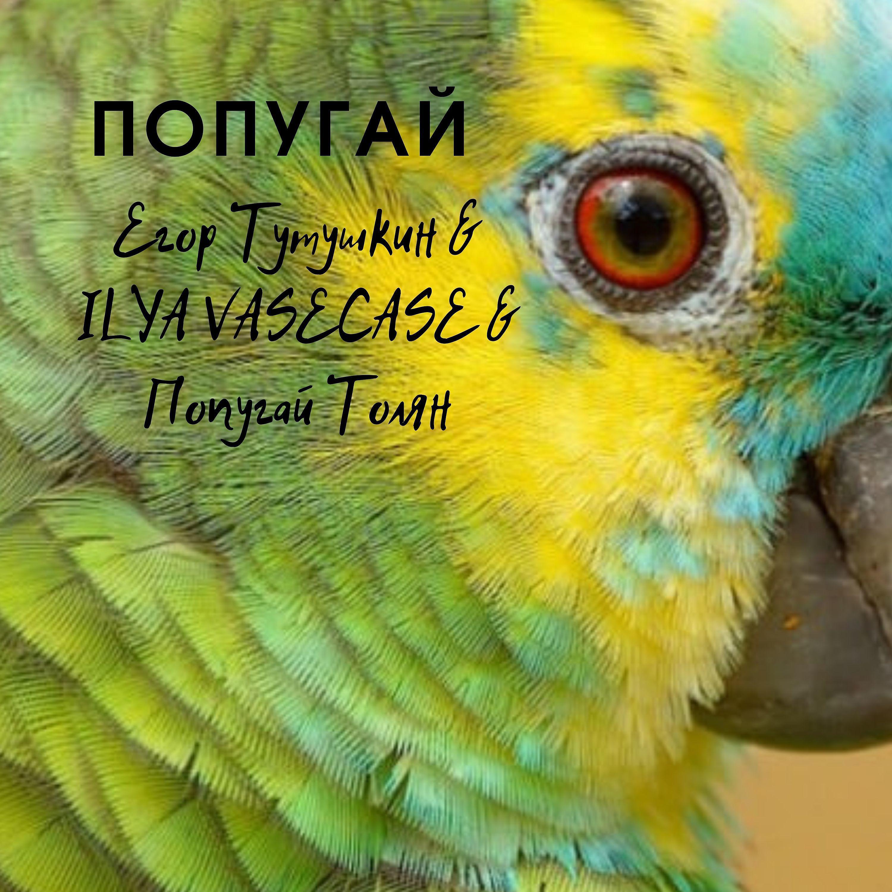 Постер альбома Попугай