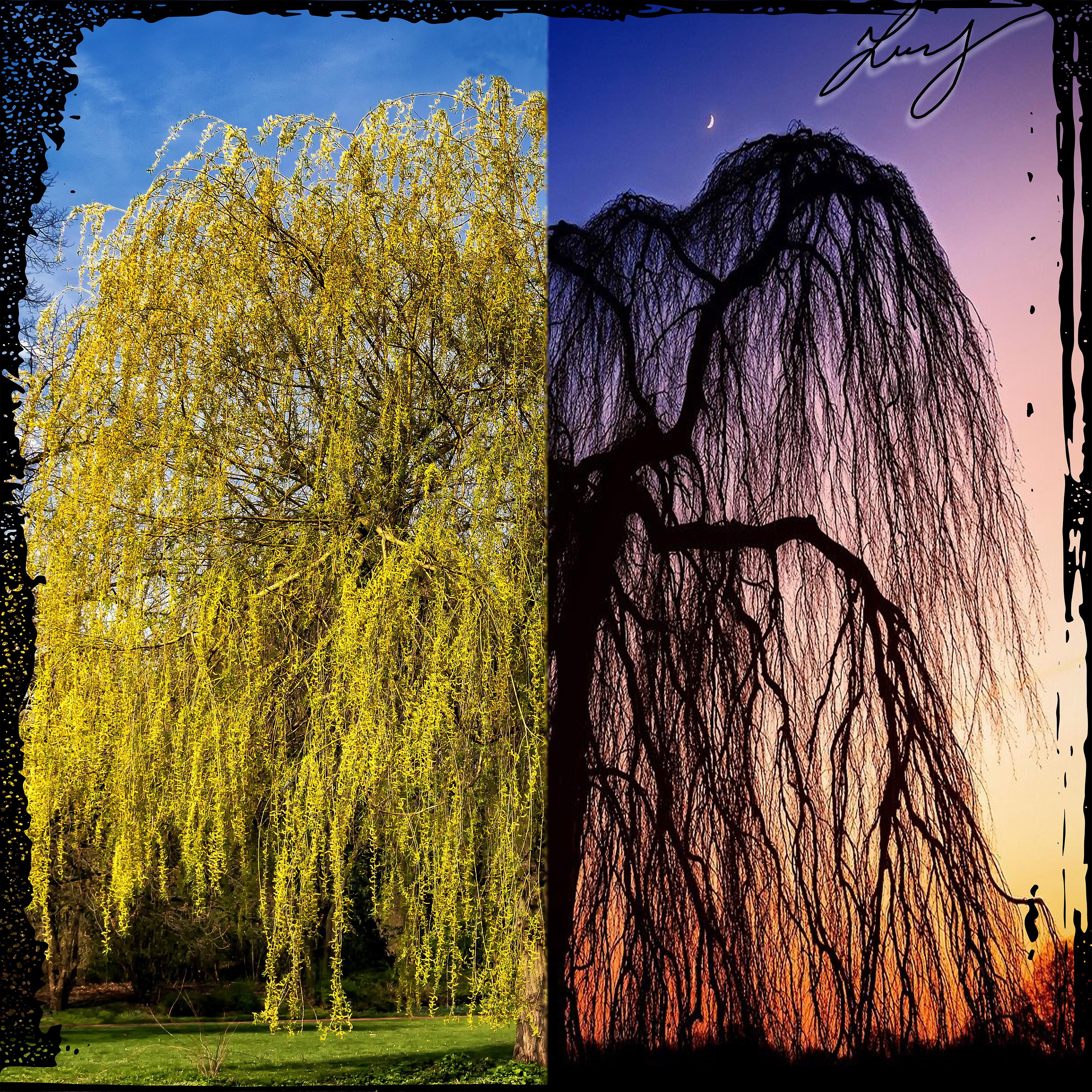Постер альбома Weeping Willow