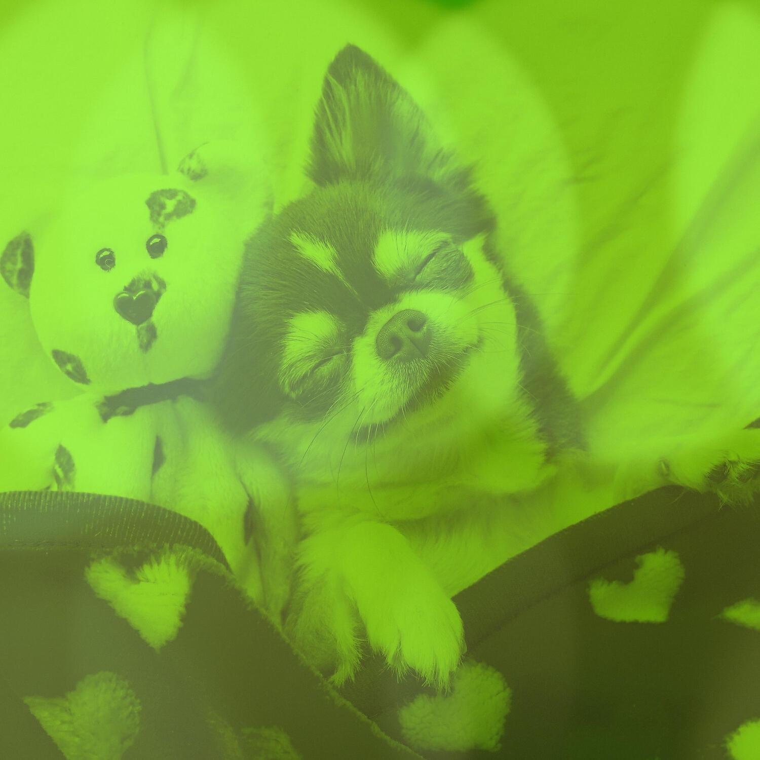 Famous Doggy Music - Calm Calming Your Dog