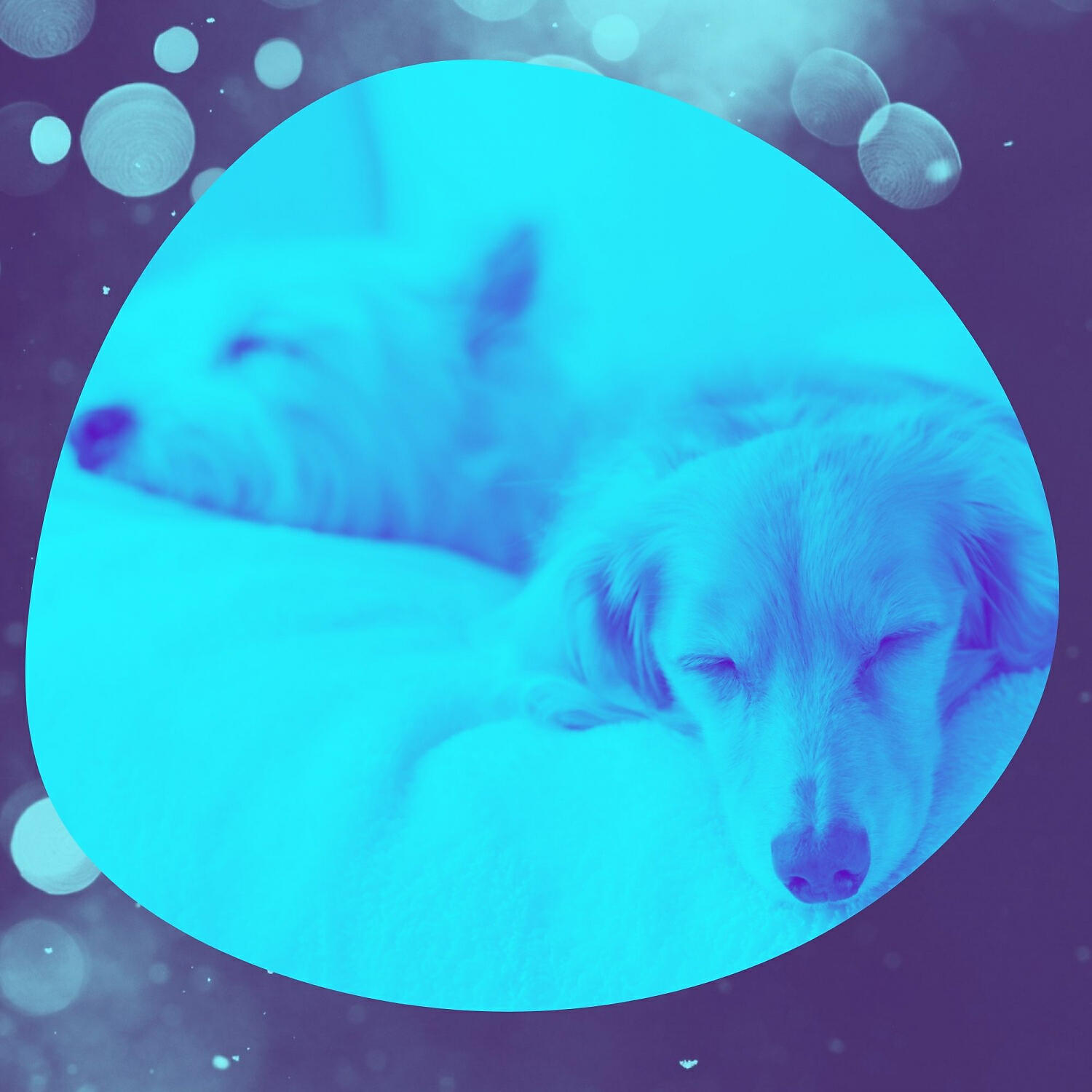 Relaxing Dog Music Prime - Background for Relaxing Your Dog